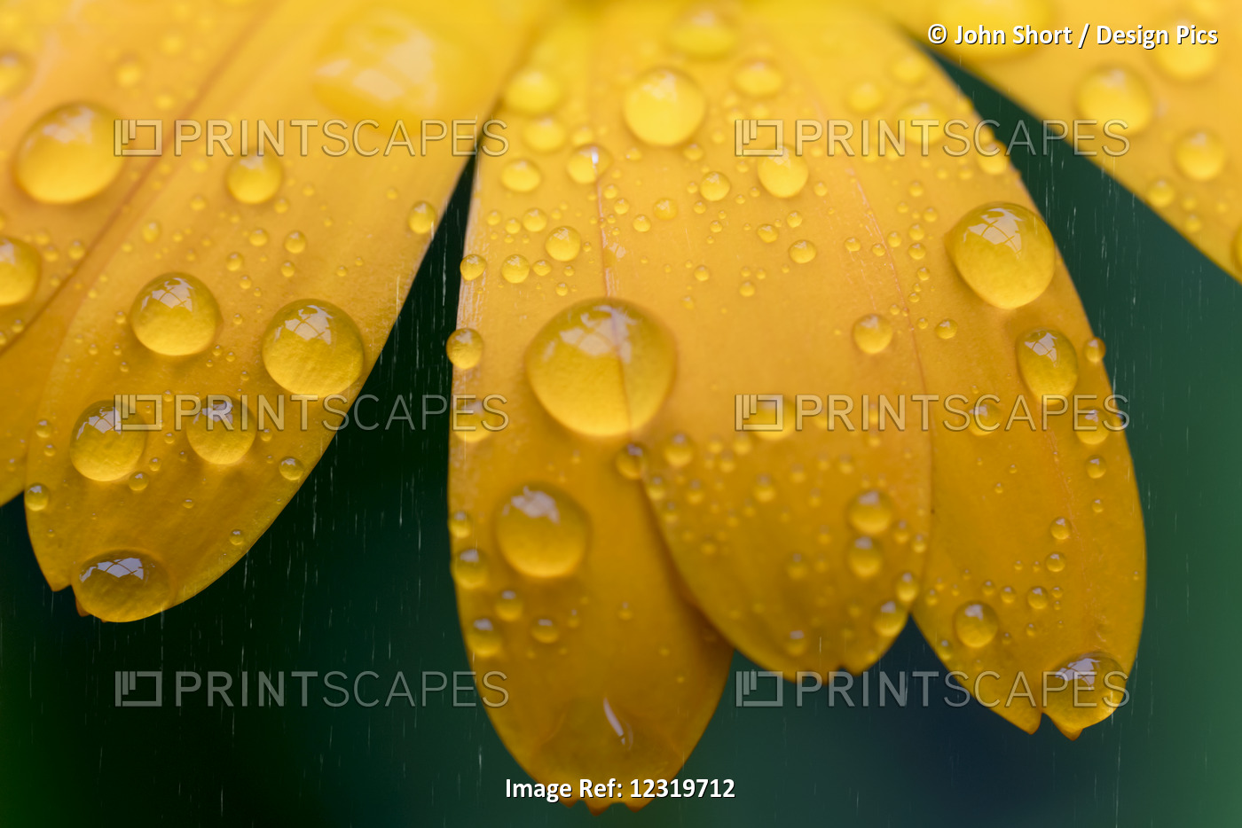Close Up Of Water Droplets On Yellow Flower Petals; South Shields, Tyne And ...