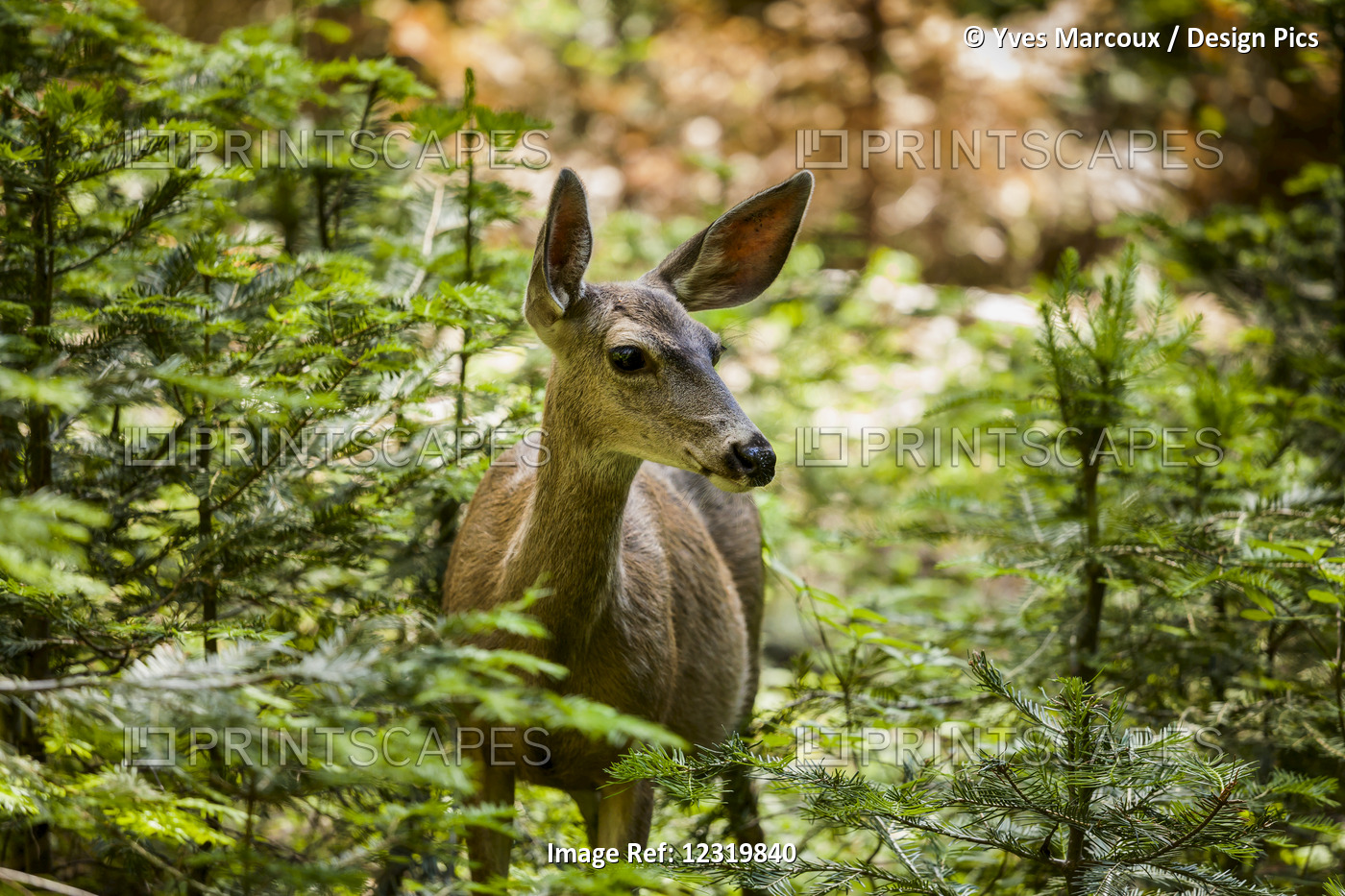 Mule Deer (Odocoileus Hemionus), Sequoia National Park; California, United ...