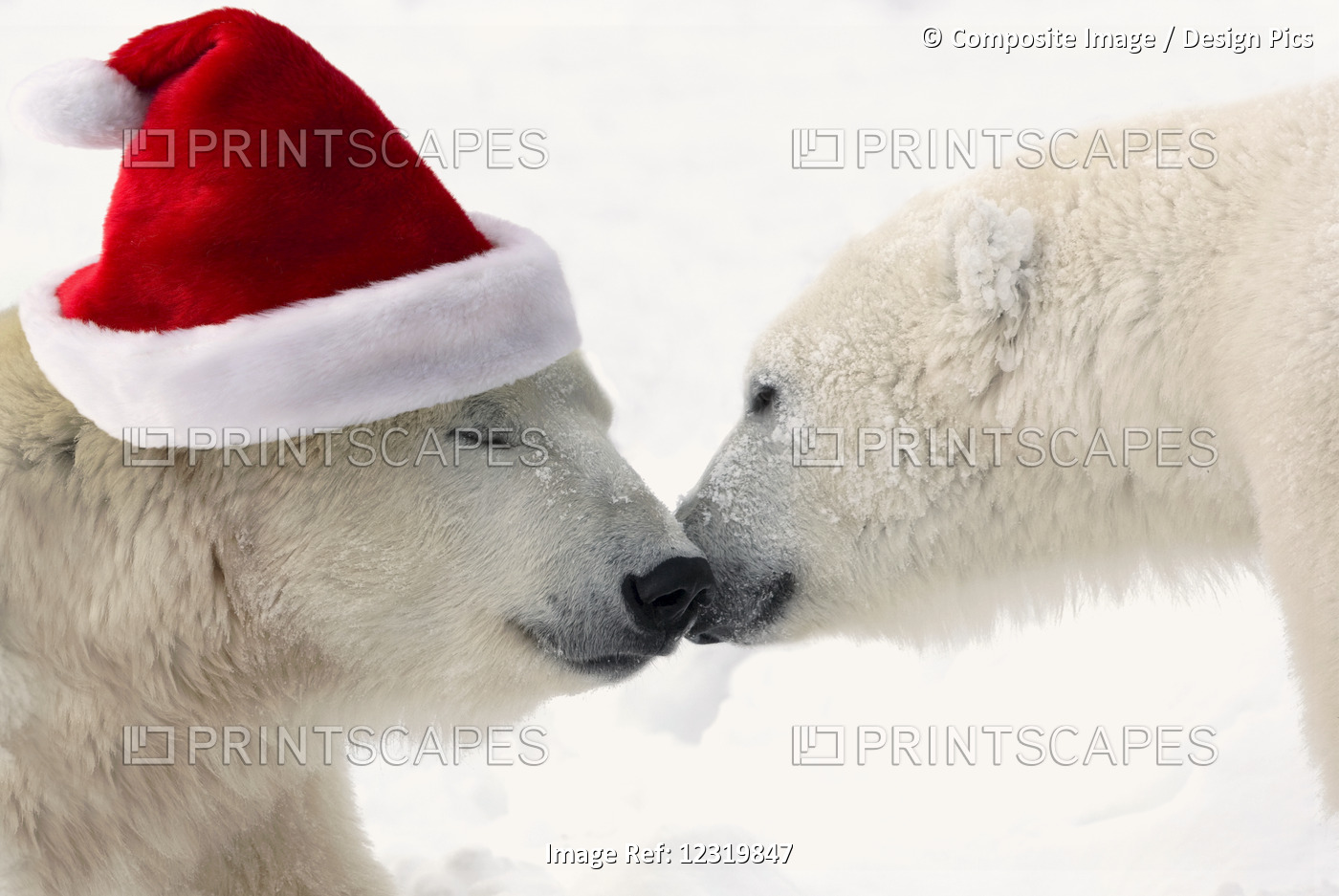 Composite: Two Polar Bears Touching Noses While One Is Wearing A Santa Hat, ...
