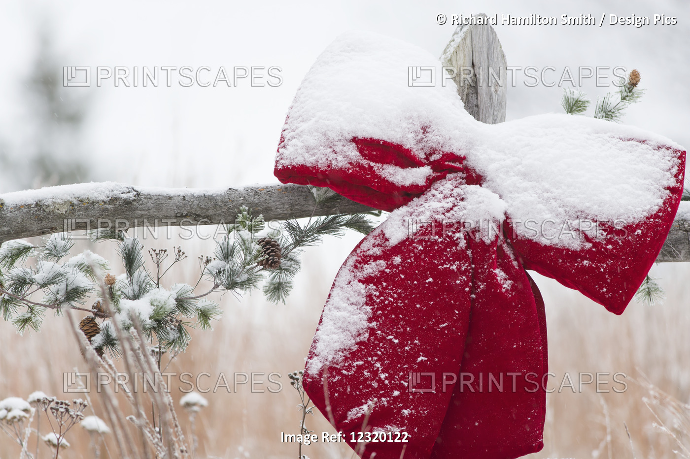 Fresh Snow On Holiday Bow And Decorations On Fence Post, Christmas Season; ...