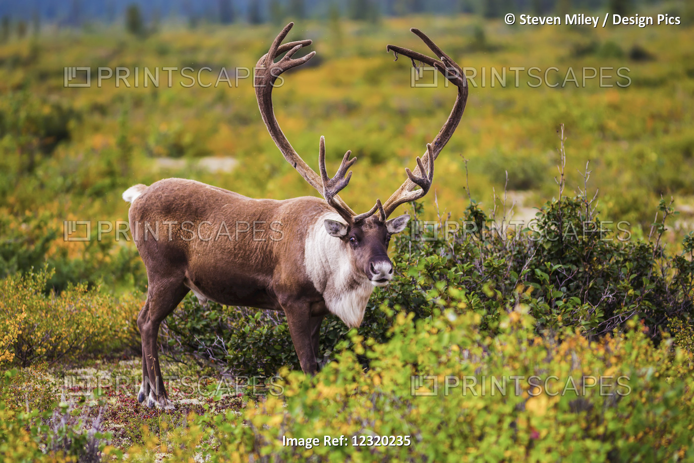 Close Up Of A Bull Caribou Starting To Shed Velvet From Its Antlers, Interior ...