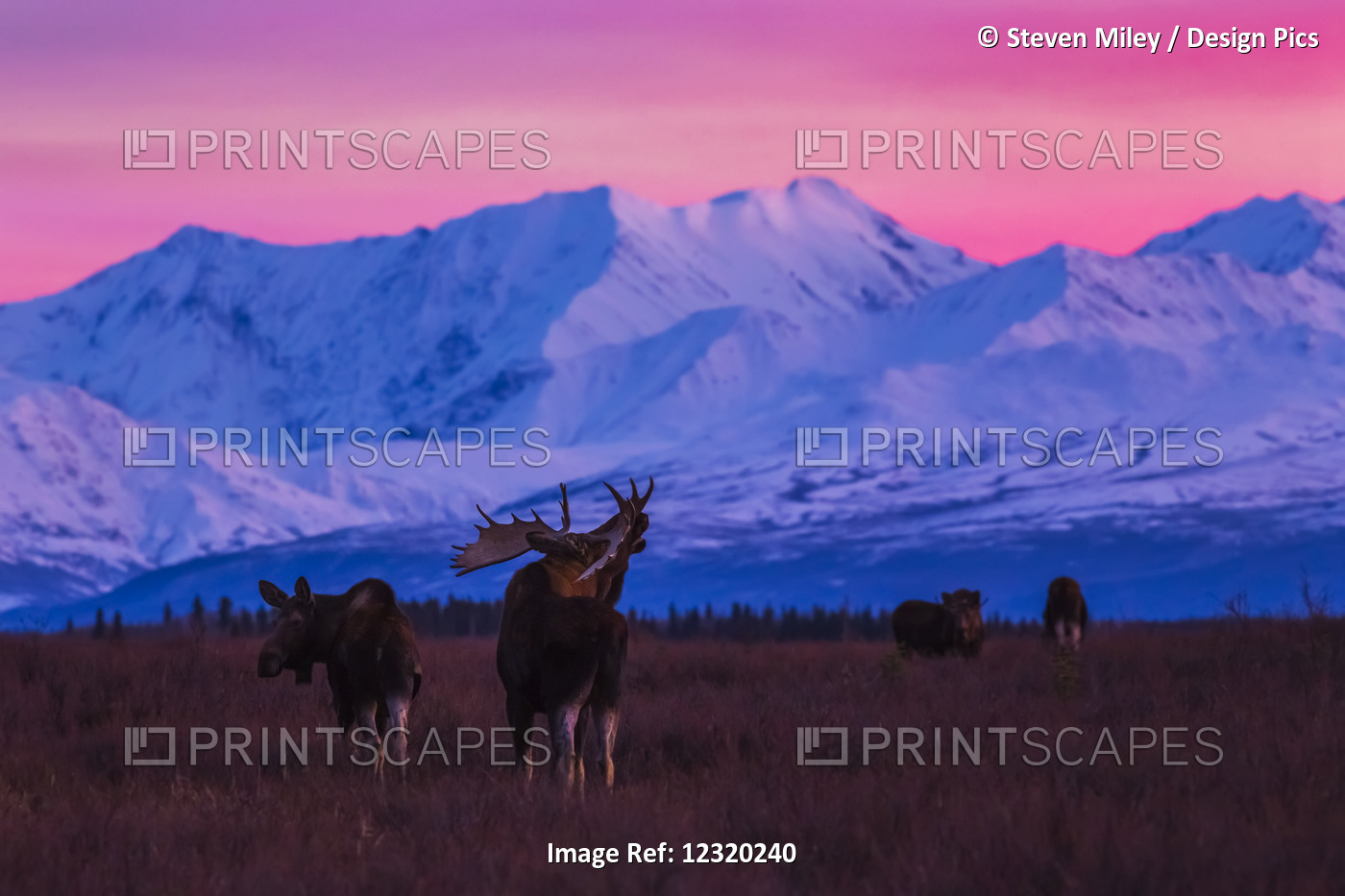 A Bull Moose (Alces Alces) Makes Vocalizations After Sunset With The Alaska ...