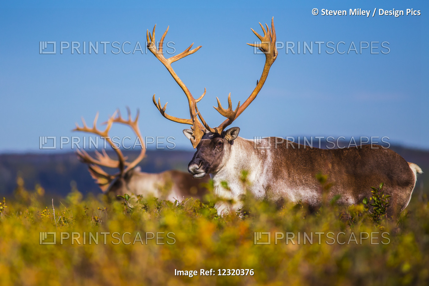 Two Male Caribou In The Donnelly Flats South Of Delta Junction, Ak In The Fall.