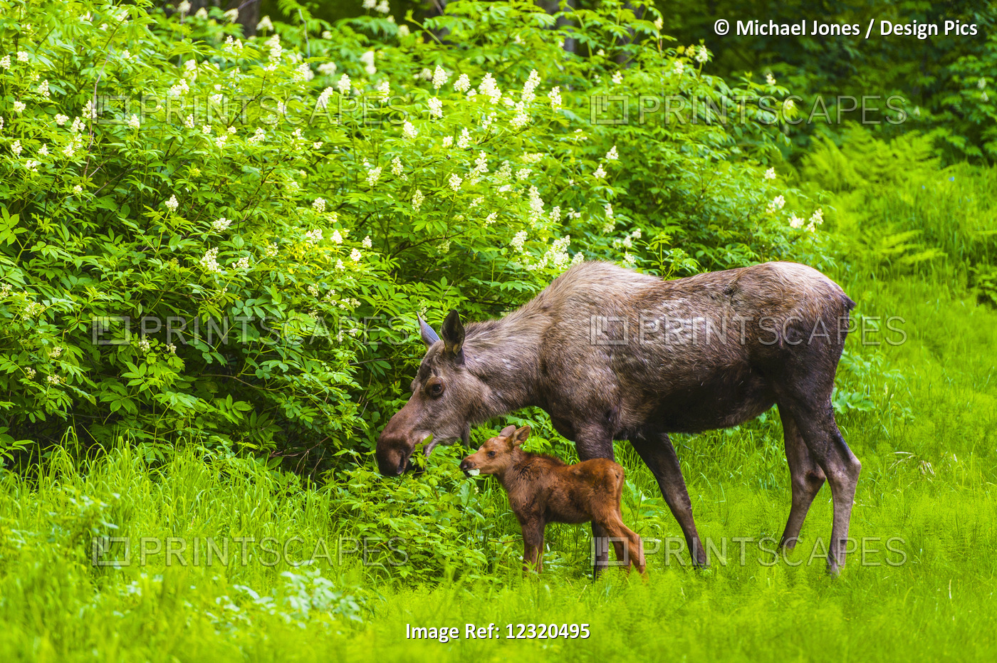 A Moose Cow (Alces Alces) And Her Calf Are Eating Near One Of Many Bike/Hiking ...