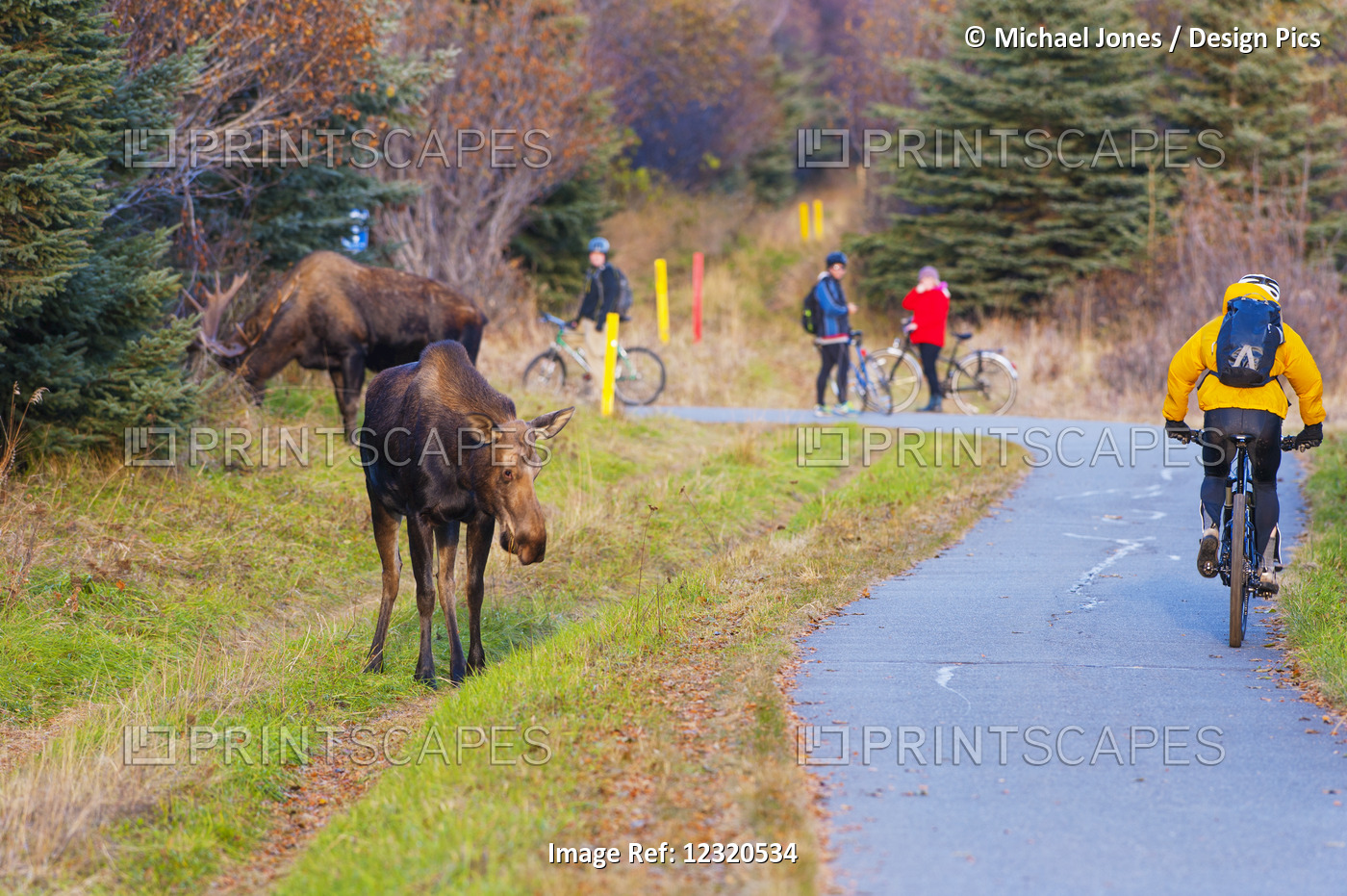 A Bicyclist Rides By A Bull Moose And Cow During The Rut Season In Autumn, ...