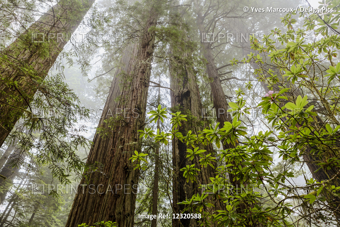 Redwood Trees In Fog, Redwood National And State Parks; California, United ...