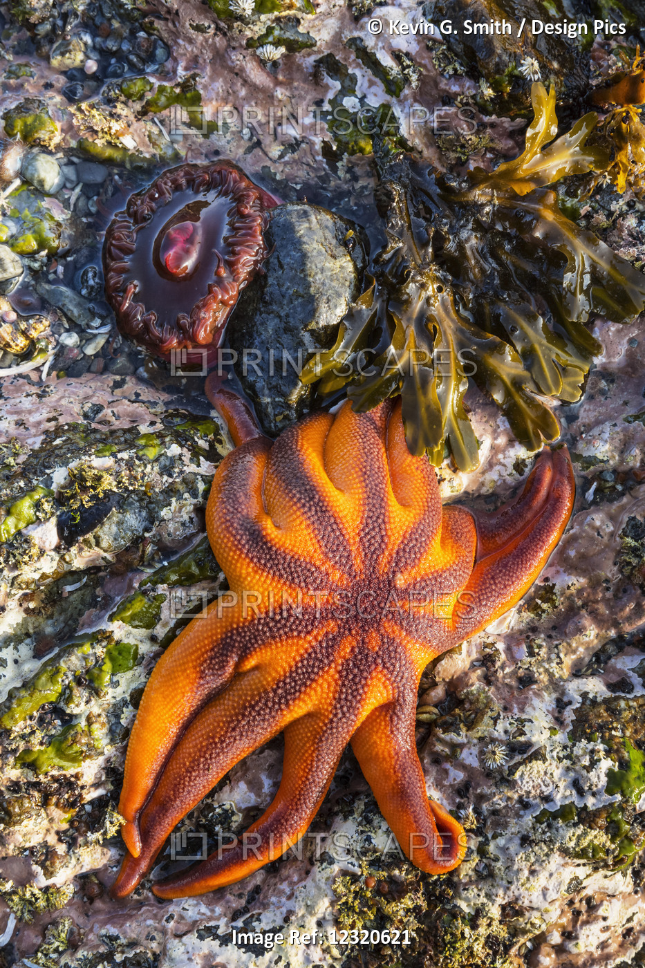 Detail View Of Sea Stars And Anemones In A Tidal Pool, Hesketh Island, Homer, ...