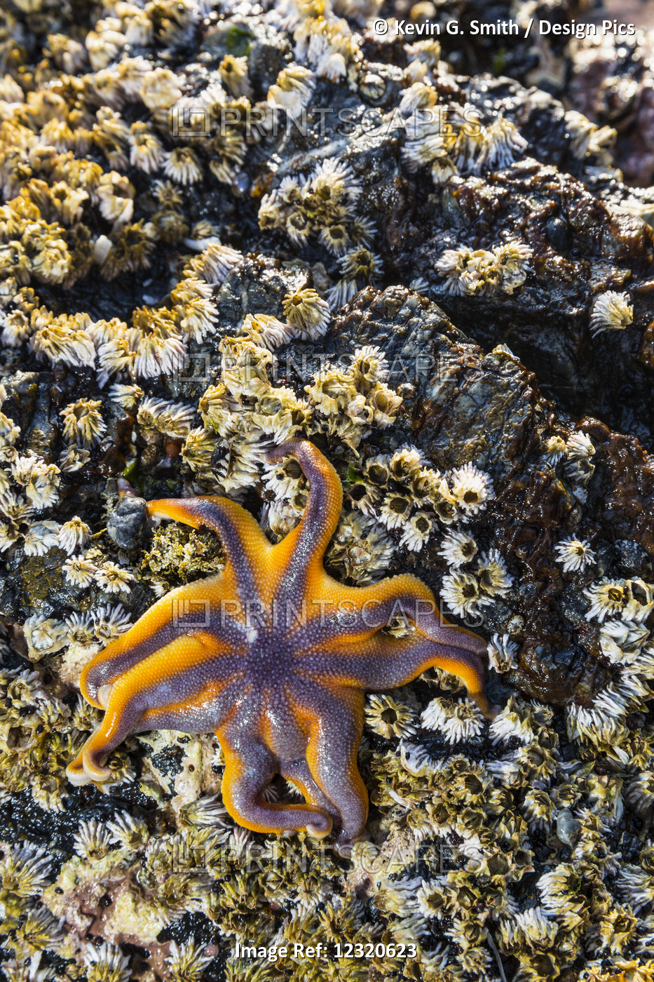 Detail View Of A Sea Star In A Tidal Pool With Barnacles, Hesketh Island, ...