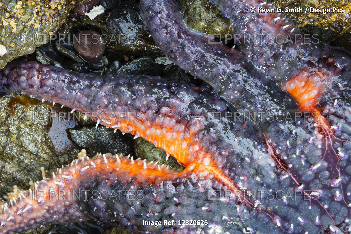 Detail Of A Sea Star In A Tidal Pool, Hesketh Island, Homer, Southcentral ...