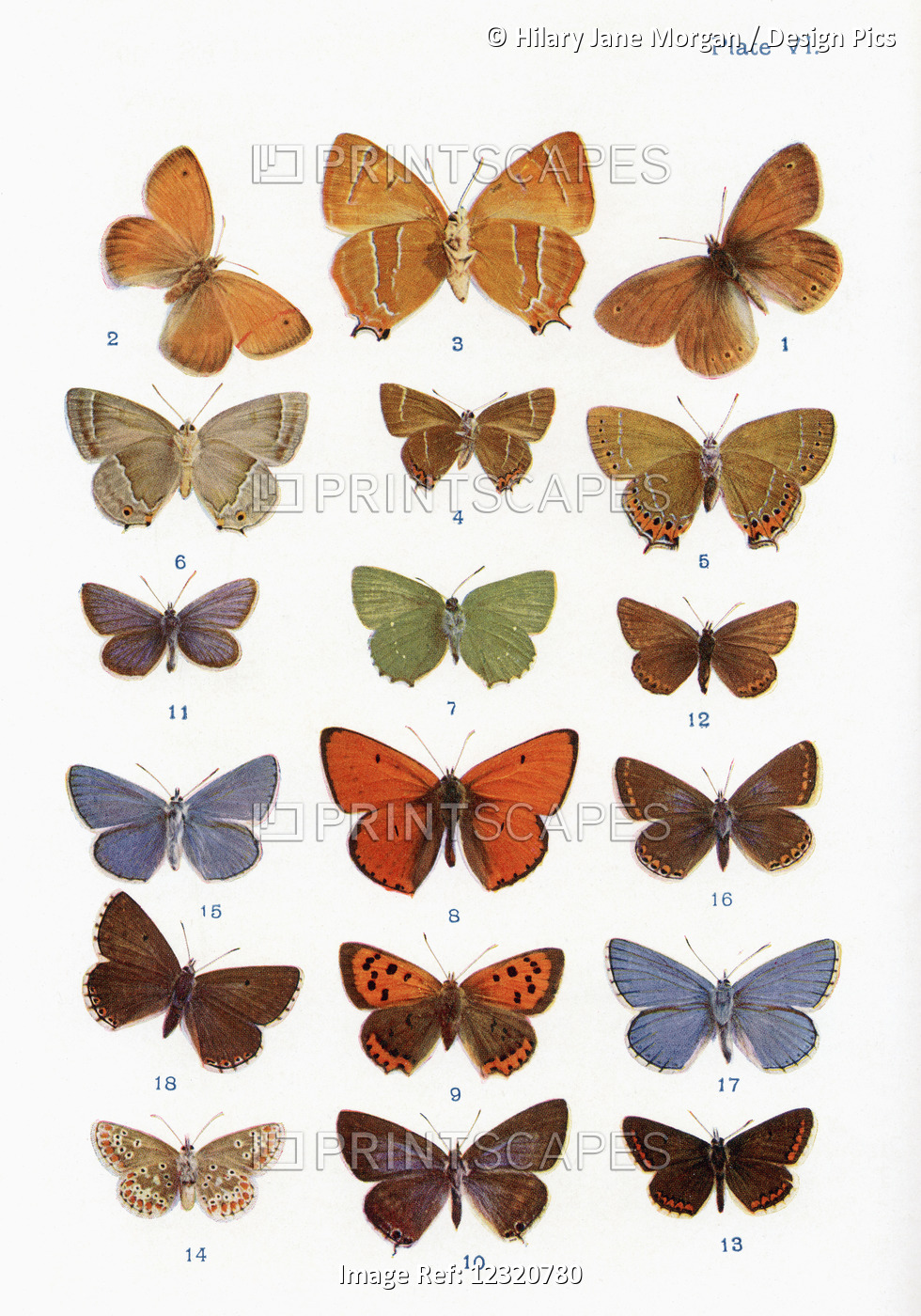 Different Types Of Butterflies. Illustration By W.s.furneaux. From The Book ...