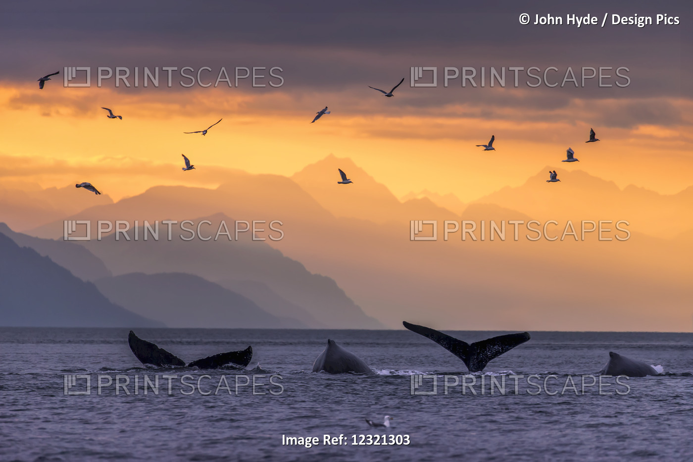 Humpback Whale Pod At Sunset With Chilkat Mountains In The Background, Lynn ...