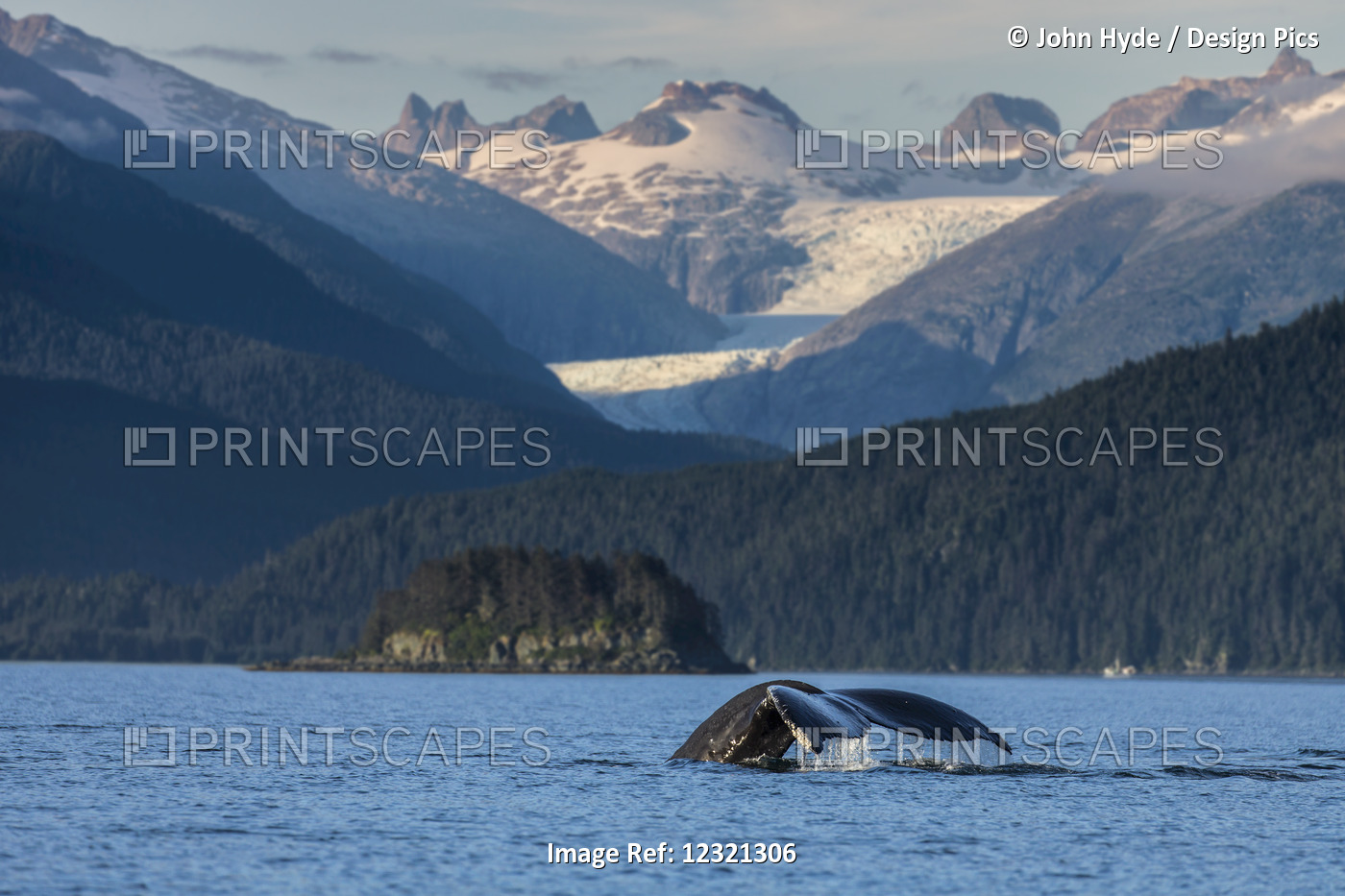 Humpback Whale Surfaces In The Coastal Waters Of The Inside Passage, Southeast ...
