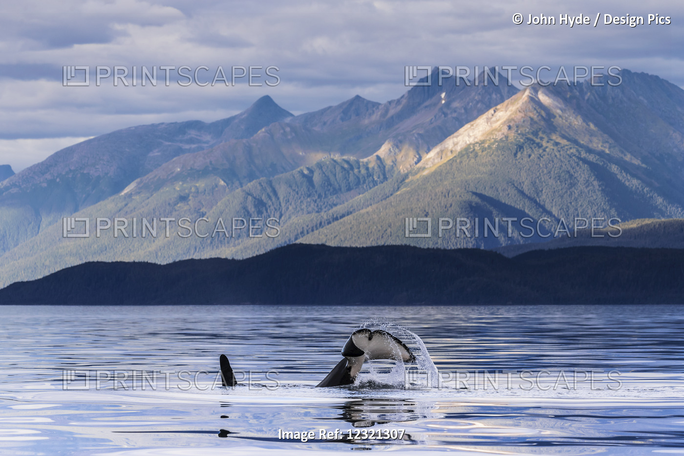 Orca Whale Surfaces In Lynn Canal Near Juneau, Inside Passage, Southeast ...