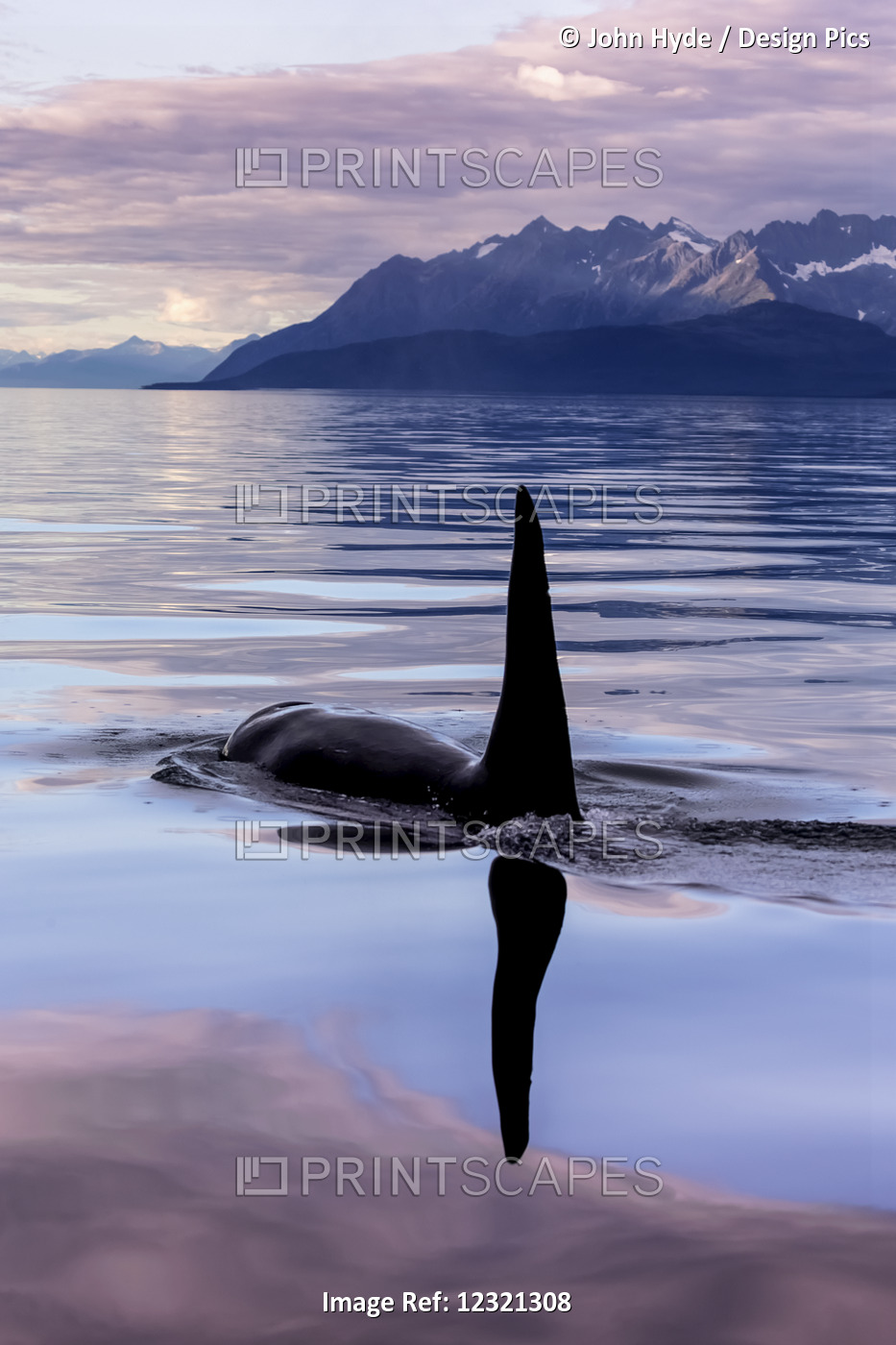 An Orca Whale (Killer Whale) (Orcinus Orca) Surfaces Near Juneau In Lynn Canal, ...
