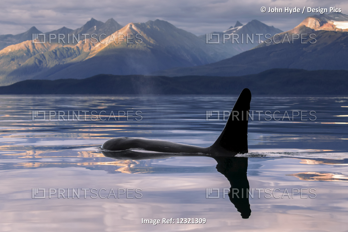 An Orca Whale (Killer Whale) (Orcinus Orca) Surfaces Near Juneau In Lynn Canal, ...