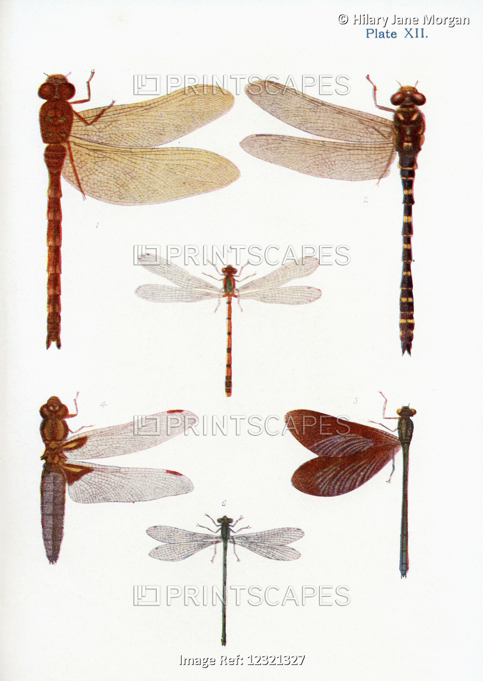 Different Types Of Dragonflies. Illustration By W.s.furneaux. From The Book ...