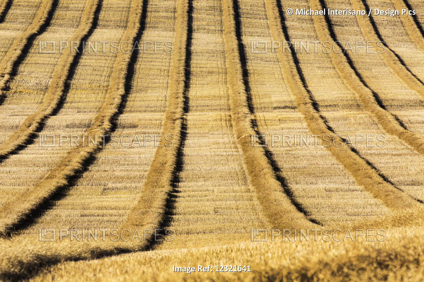 Graphic Close-Up Of Rows Of Cut Canola In A Rolling Field; Alberta, Canada