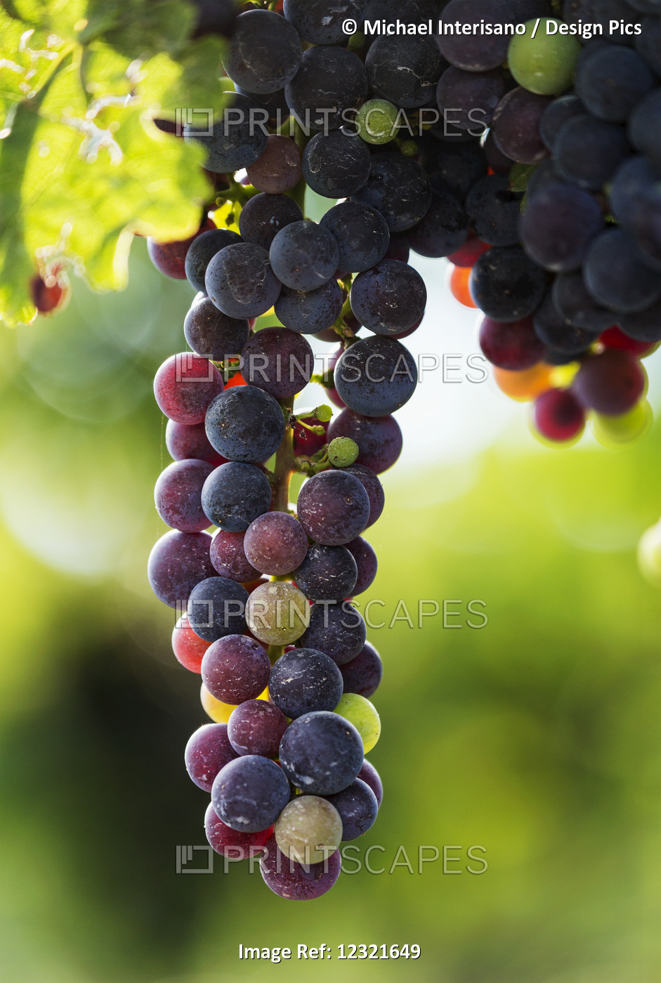 Close-Up Of Clusters Of Dark Unripe Purple Grapes Hanging From The Vine; ...