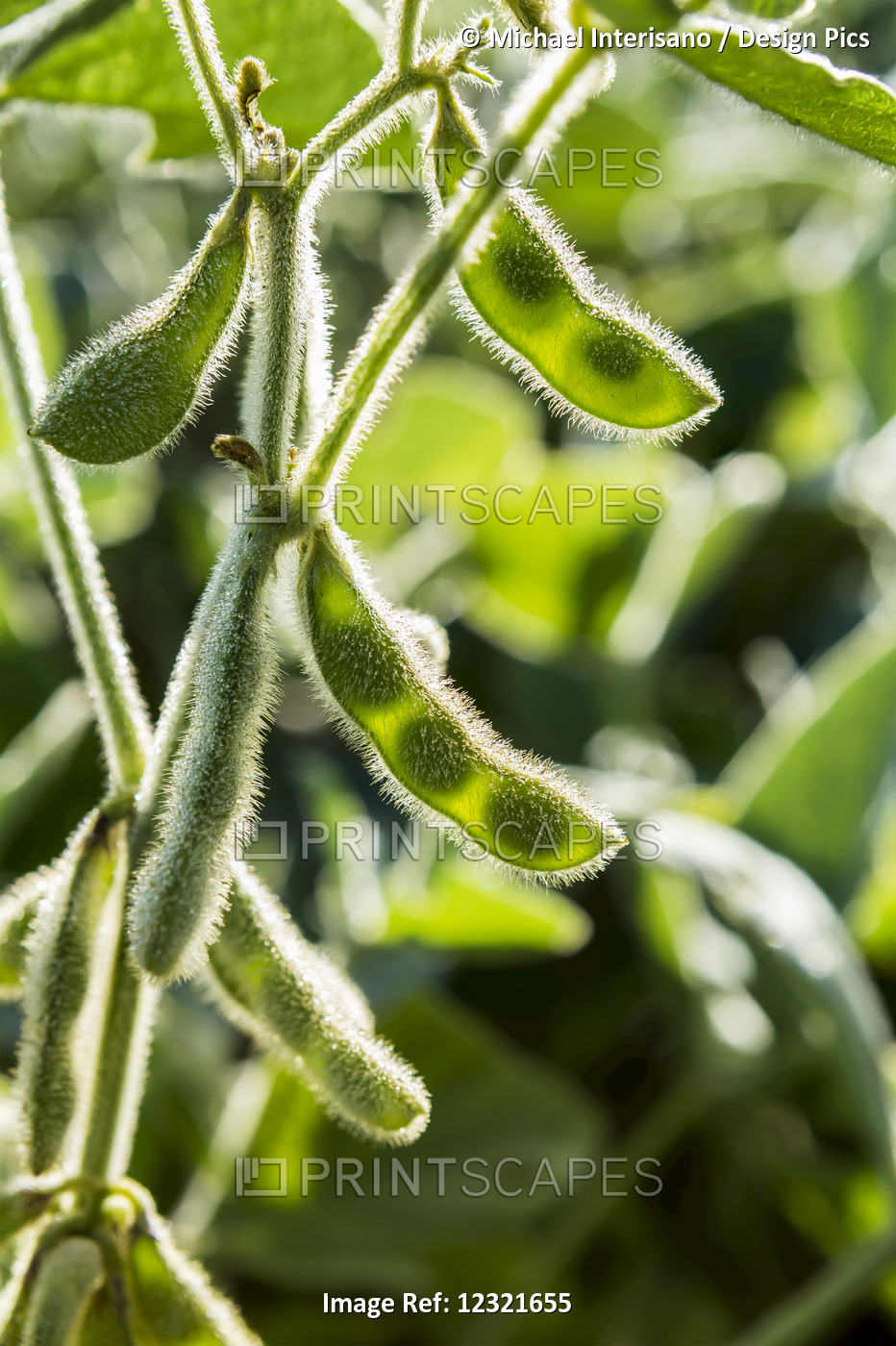 Close Up Of Soybean Pods On The Plant In A Field Highlighted By The Sun ...