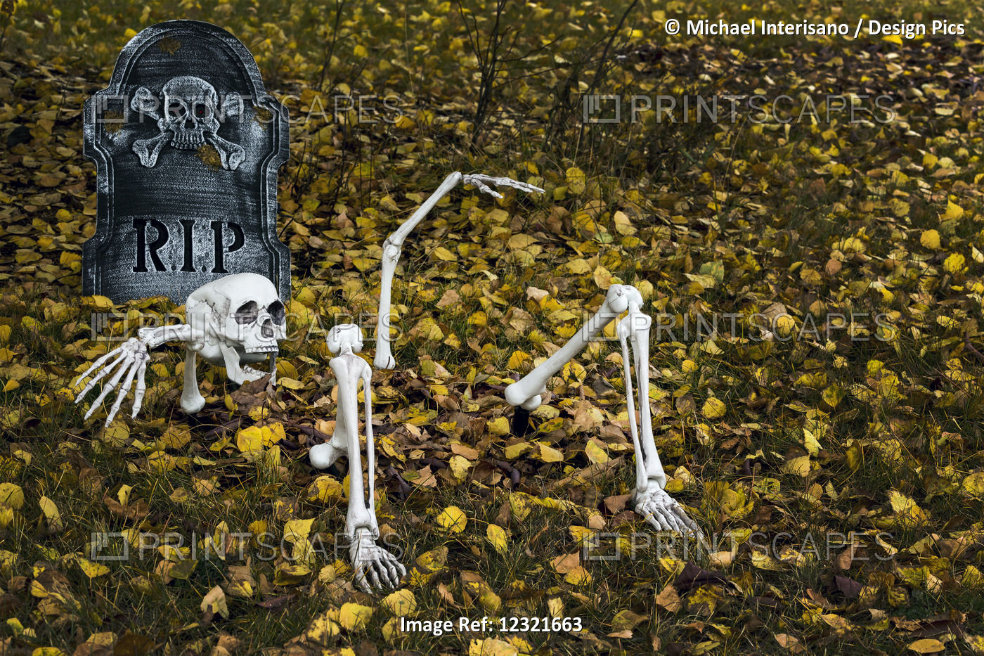 Halloween Decoration Of A Skeleton Half Buried On A Leaf Covered Lawn With Rip ...