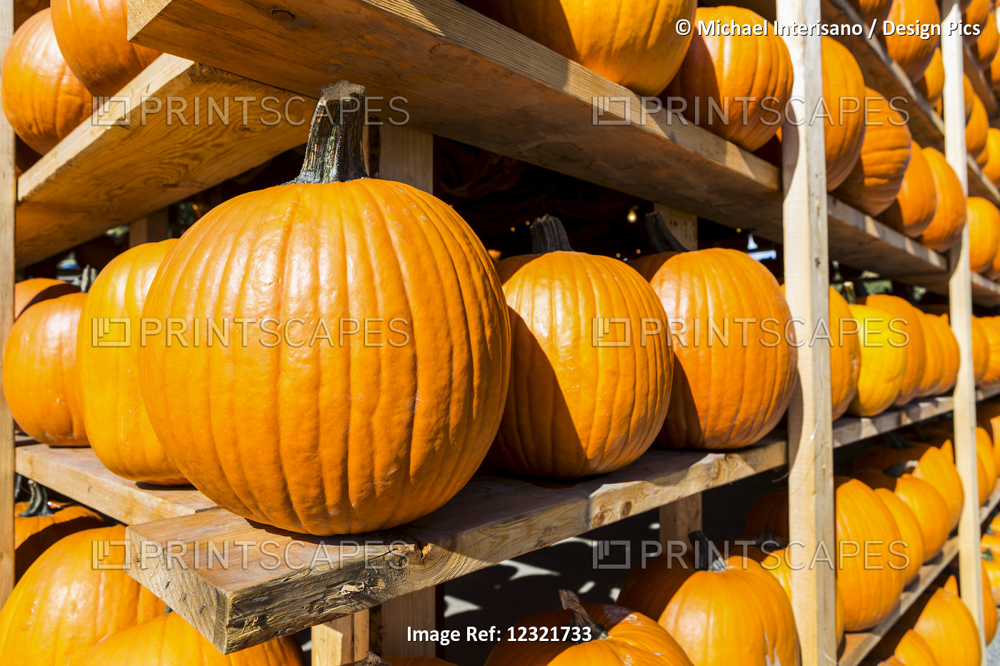 Close Up Of Racks Full Of Stacked Pumpkins; British Columbia Canada
