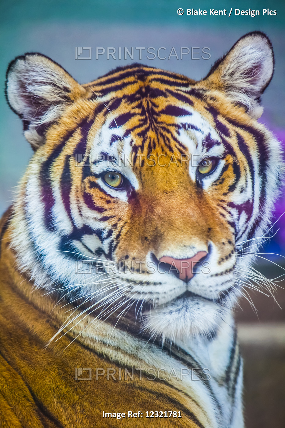 Portrait Of Bengal Tiger (Panthera Tigris Tigris) Endangered Species, Captive; ...