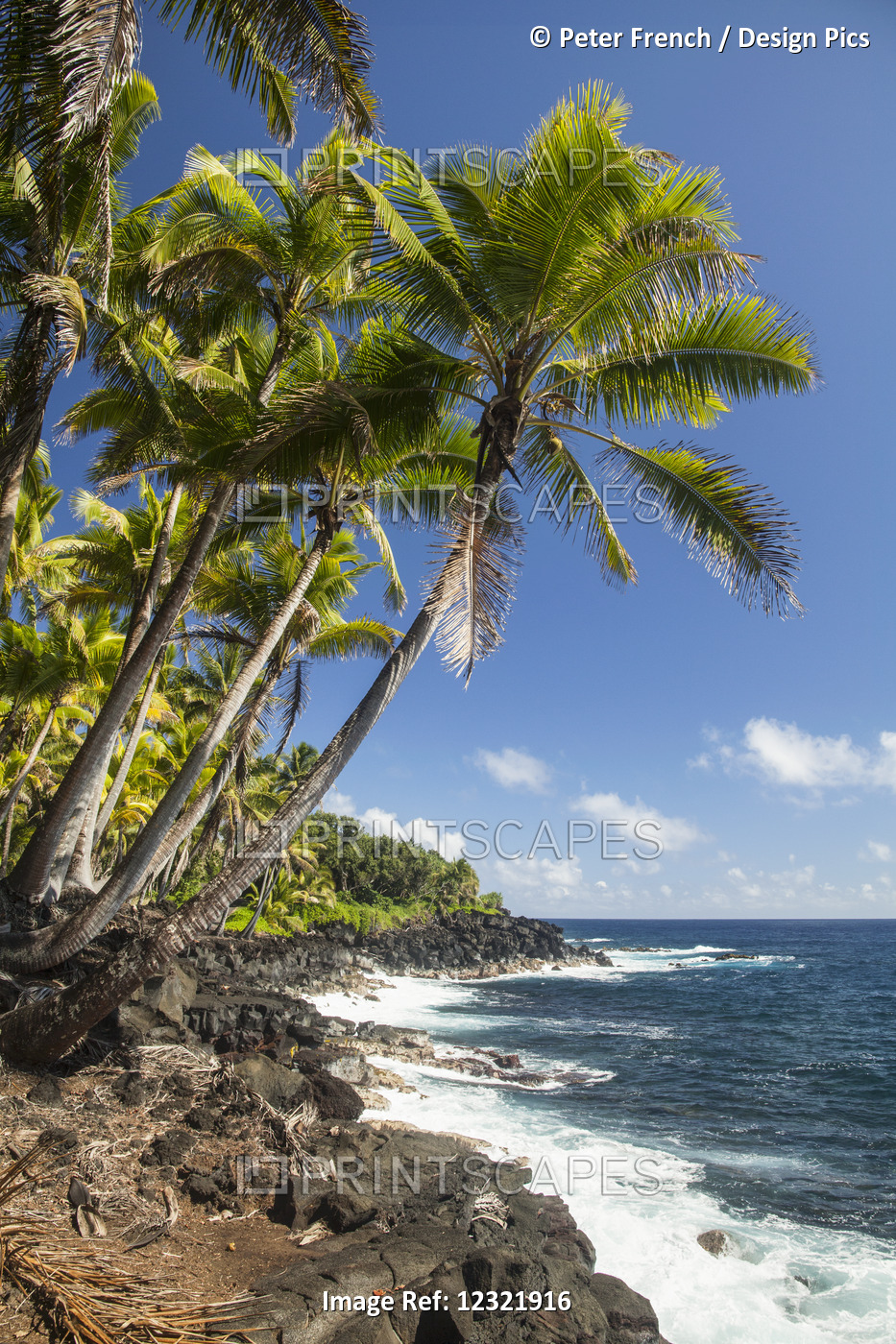 Palm Trees Along The Puna Coastline, Near Kalapana; Island Of Hawaii, Hawaii, ...