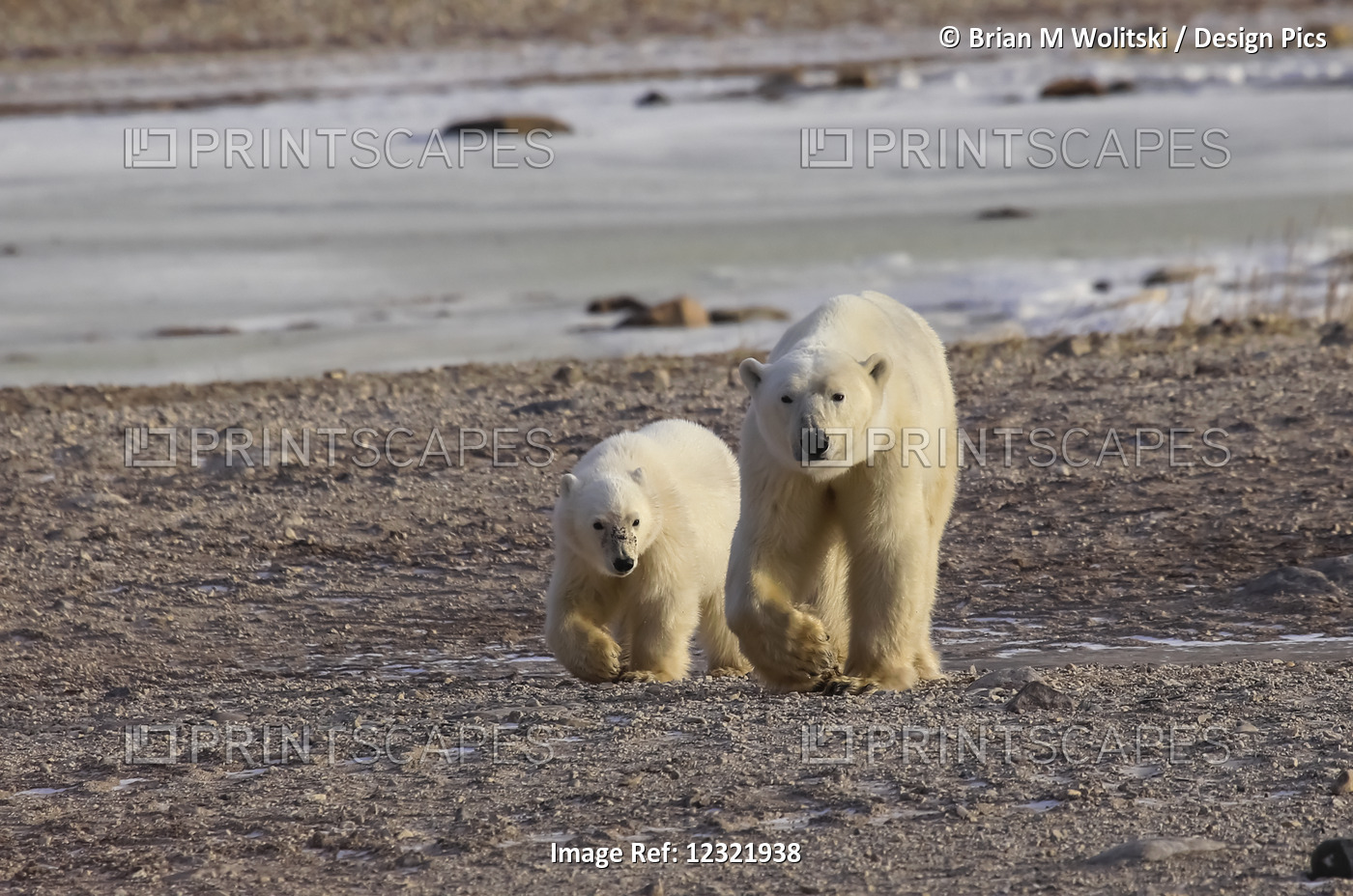 Polar Bear (Ursus Maritimus) And Cub Walking Side By Side On The Shore; ...