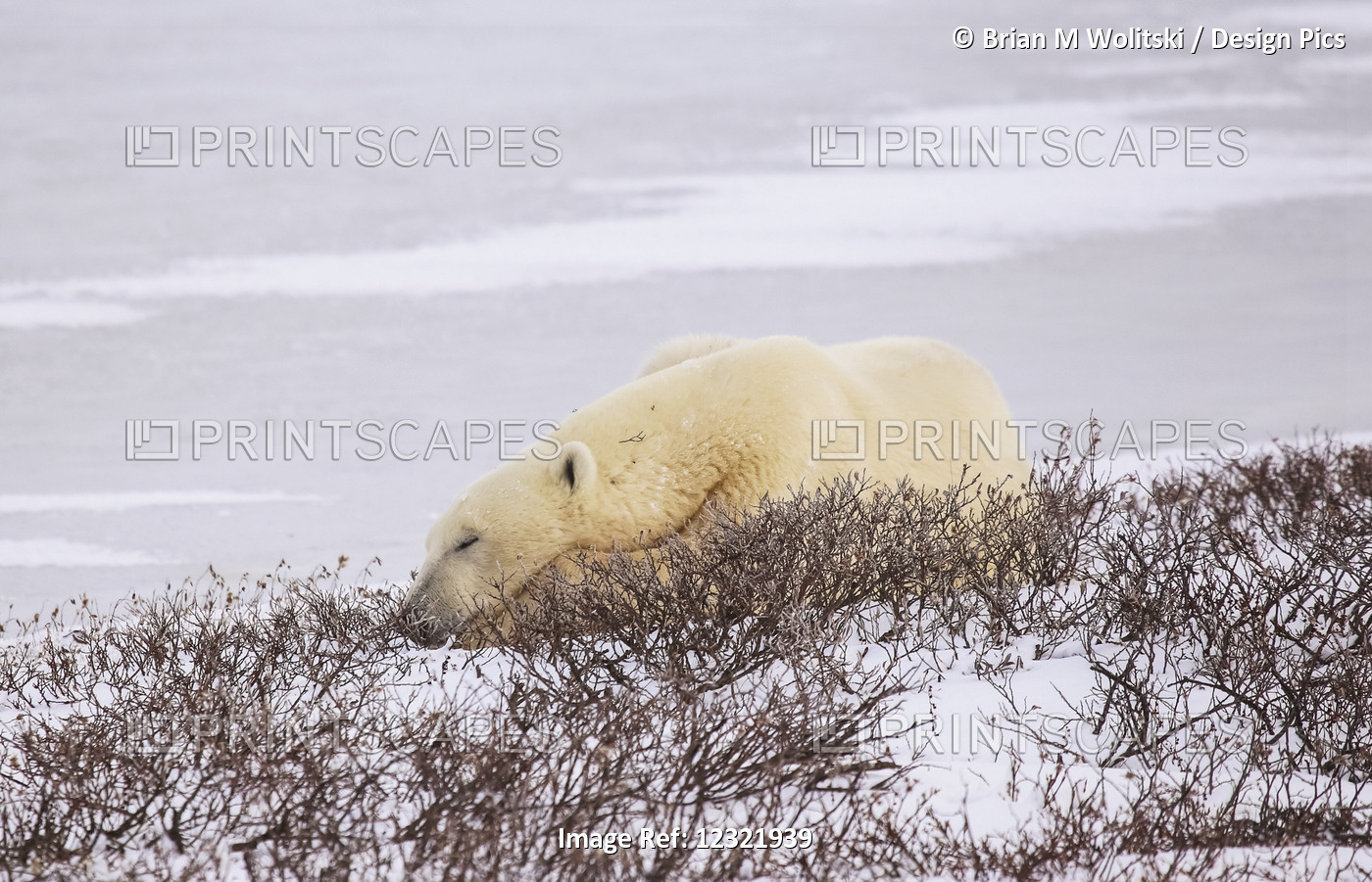Polar Bear (Ursus Maritimus) Resting, Wapusk National Park; Churchill, ...