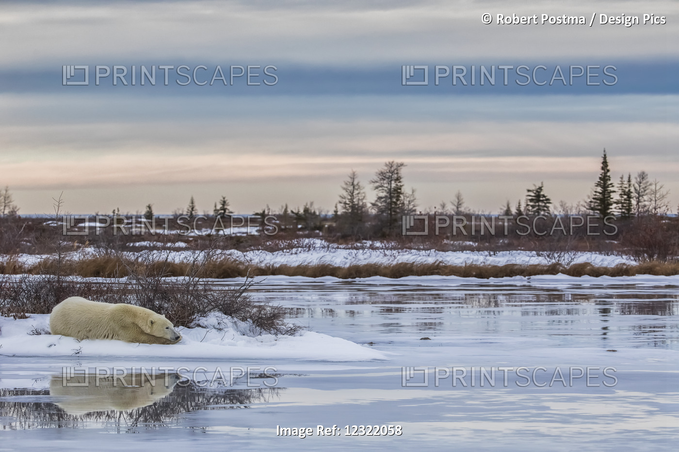 Polar Bear (Ursus Maritimus) Laying Alongside A Thawing Pond Waiting For Hudson ...