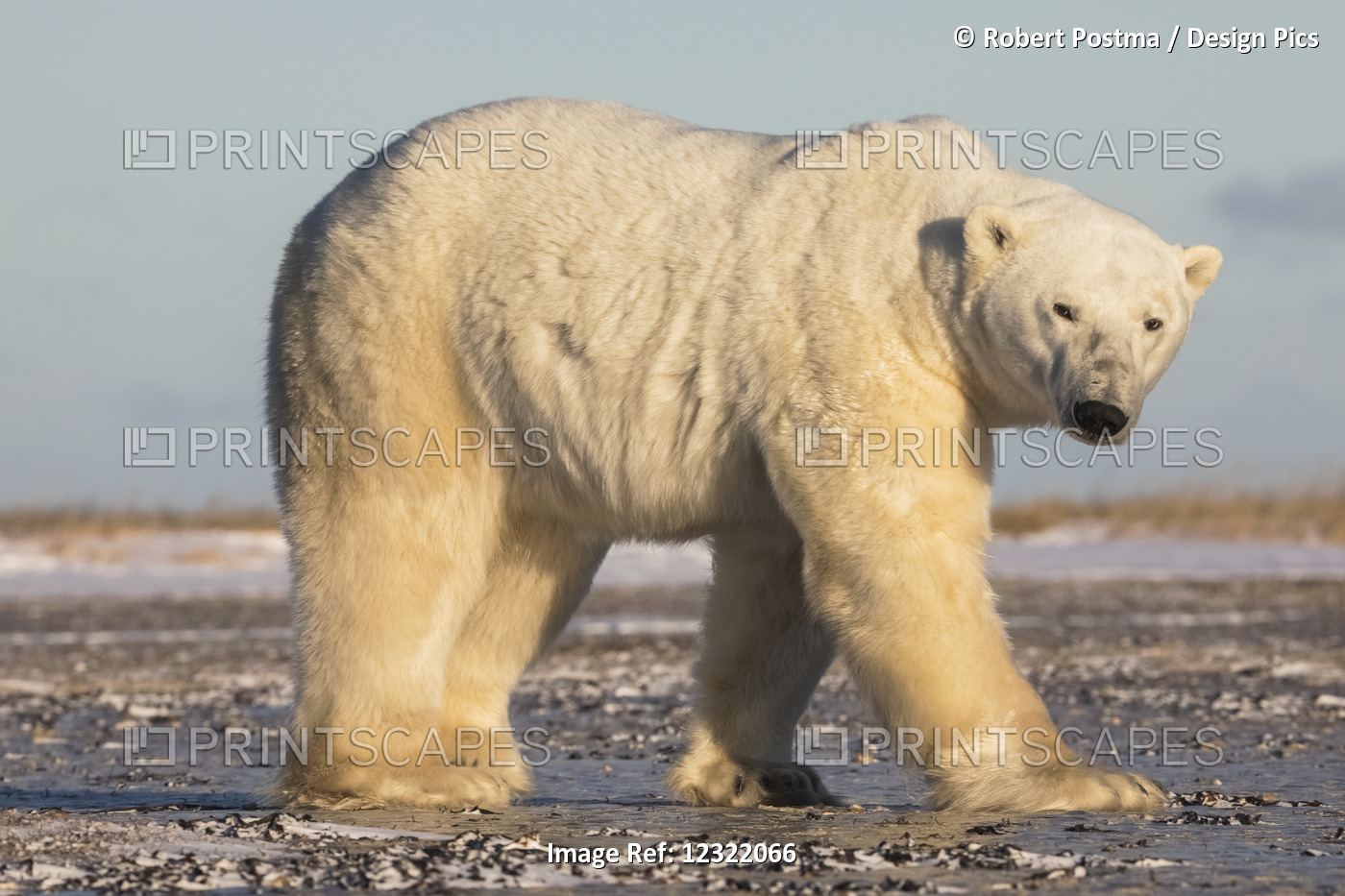 Polar Bear Along The Coast Of Hudson Bay Waiting For The Bay To Freeze Over, ...