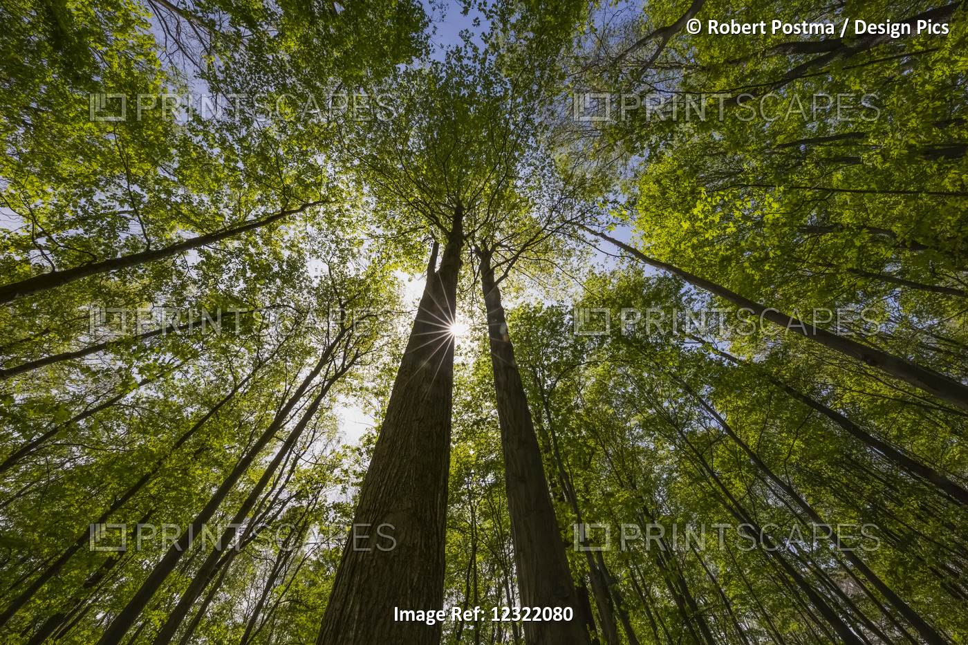 An Ontario Maple Forest In Summer With The Sun Shining From Behind A Tree; ...