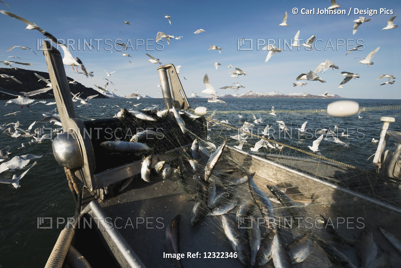 Bow View Of A Bow Picker Drift Boat Hauling In Herring During The Togiak ...