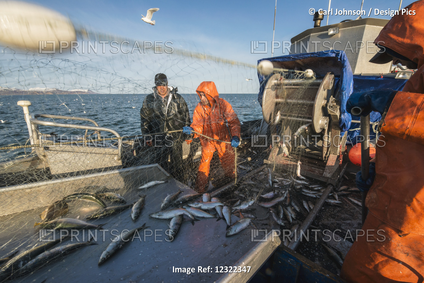 Crew Hauling In Herring During Togiak Fisher, Bristol Bay, Southwest Alaska, USA