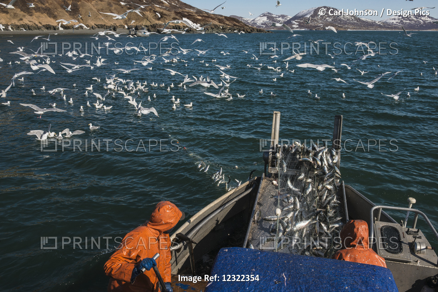 A Commercial Fishing Crew Hauls In A Load Of Herring In Kulukak Bay In Bristol ...