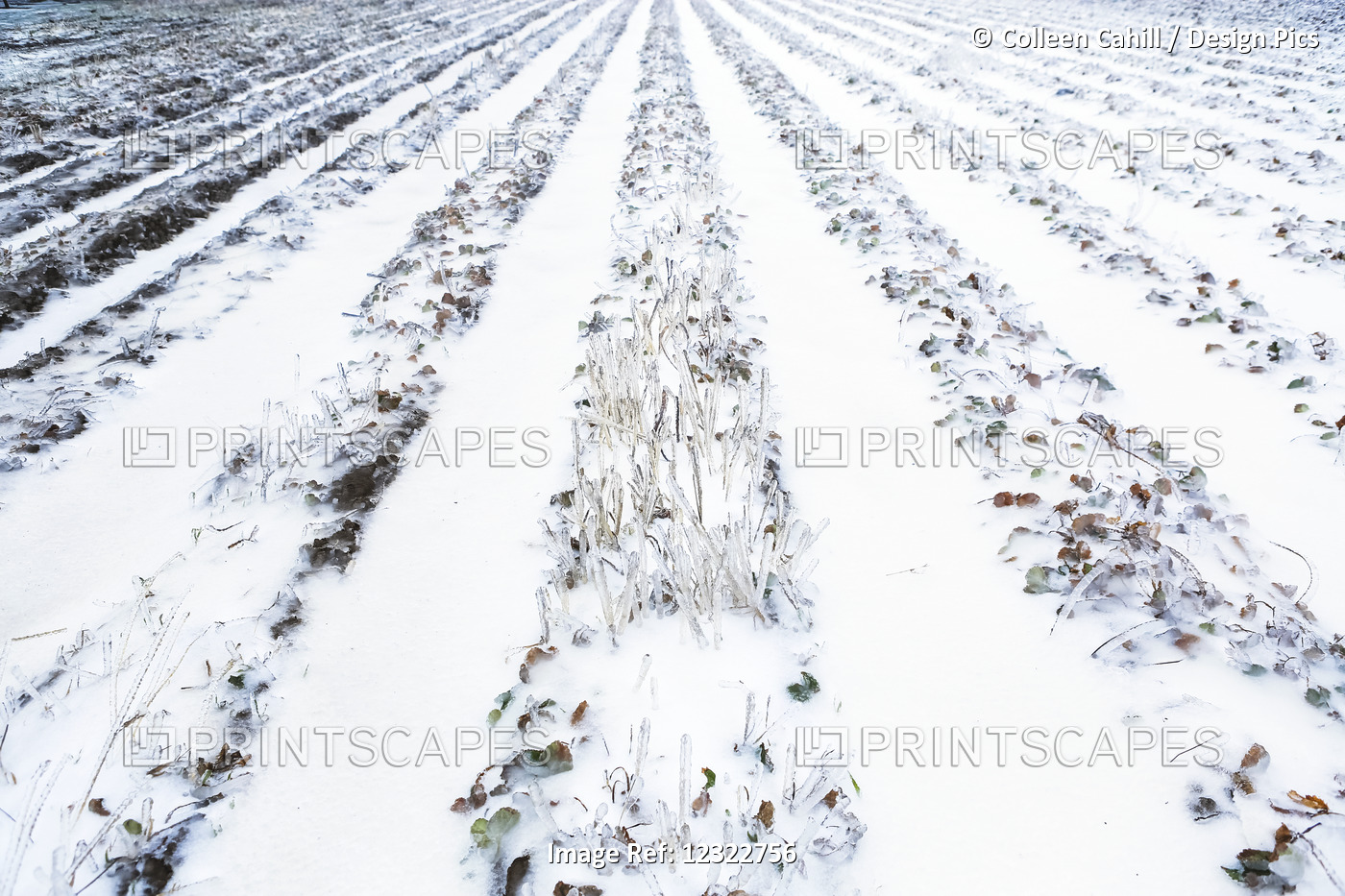 Snow Covered Furrows In A Farm Field