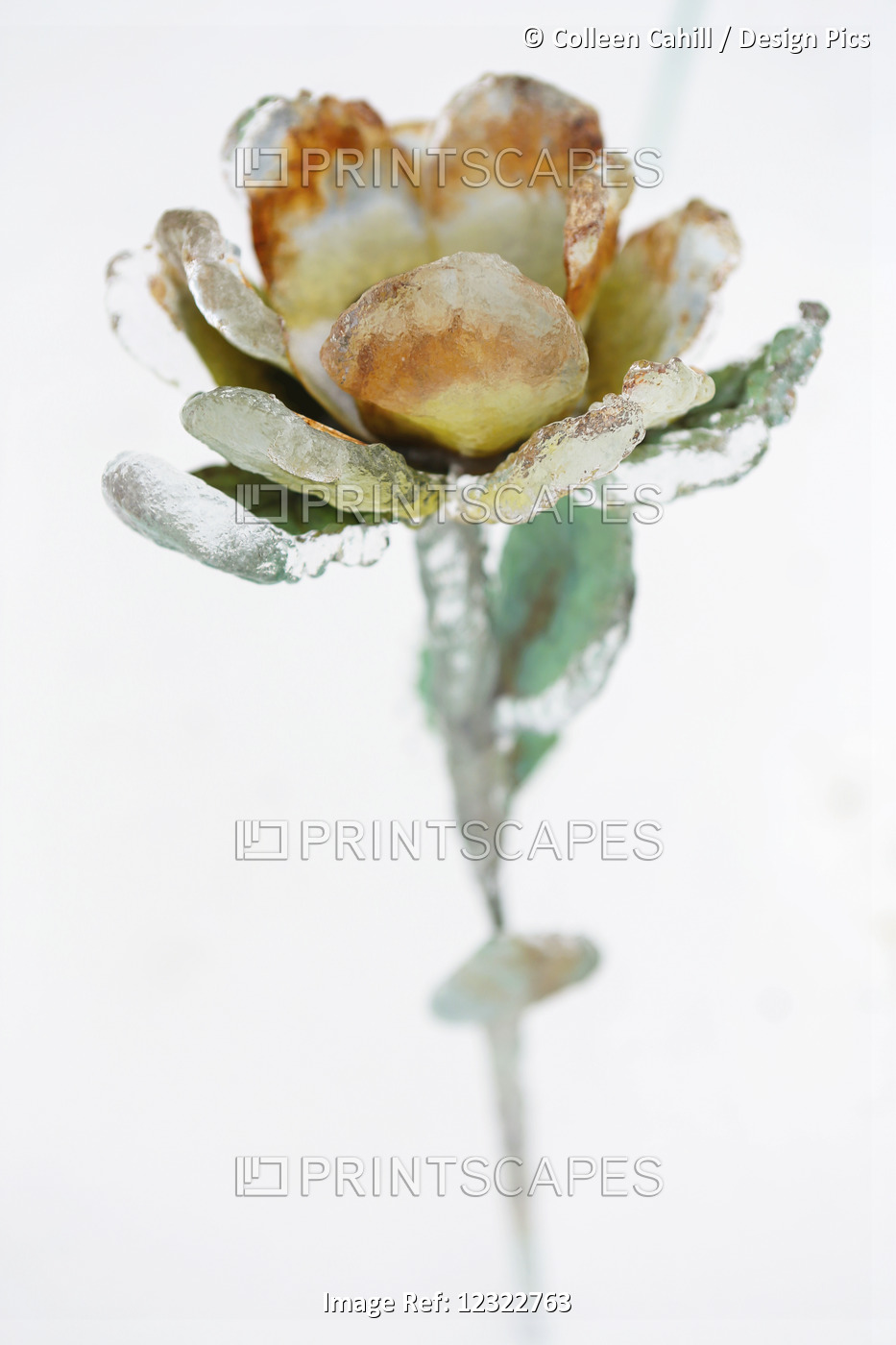 A Metal Flower Encased In Ice From An Ice Storm Against A White Background