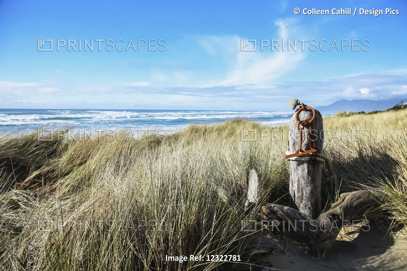 Tall Grass Blowing On The Beach With A View Of Waves In The Blue Ocean, The ...