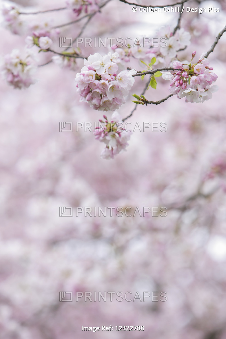 Close-Up Of Pink Cherry Blossoms On A Tree