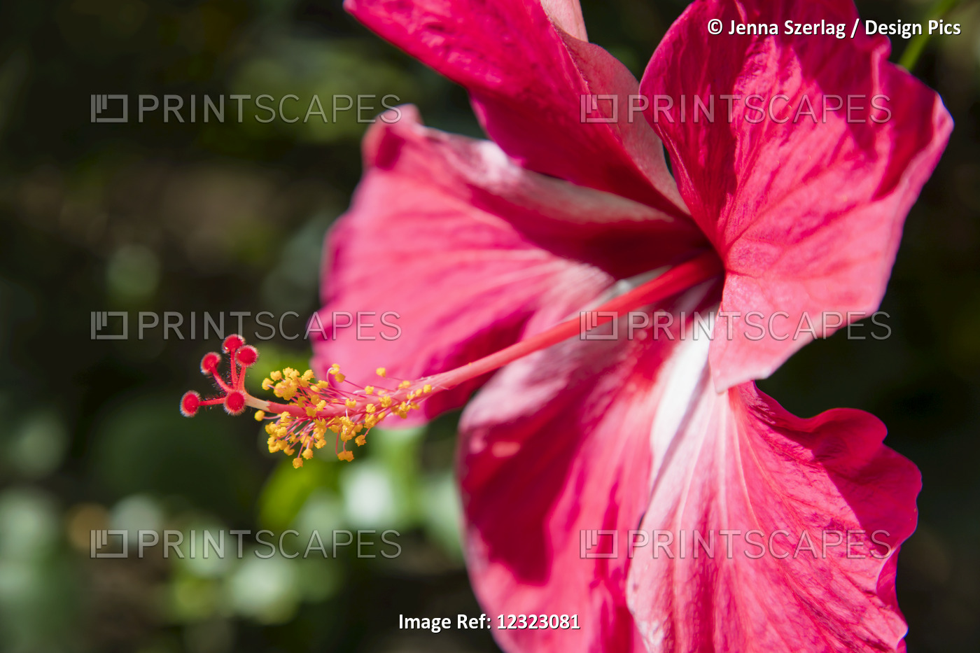 Close-Up Of Pink Hibiscus Flower; Maui, Hawaii, United States Of America