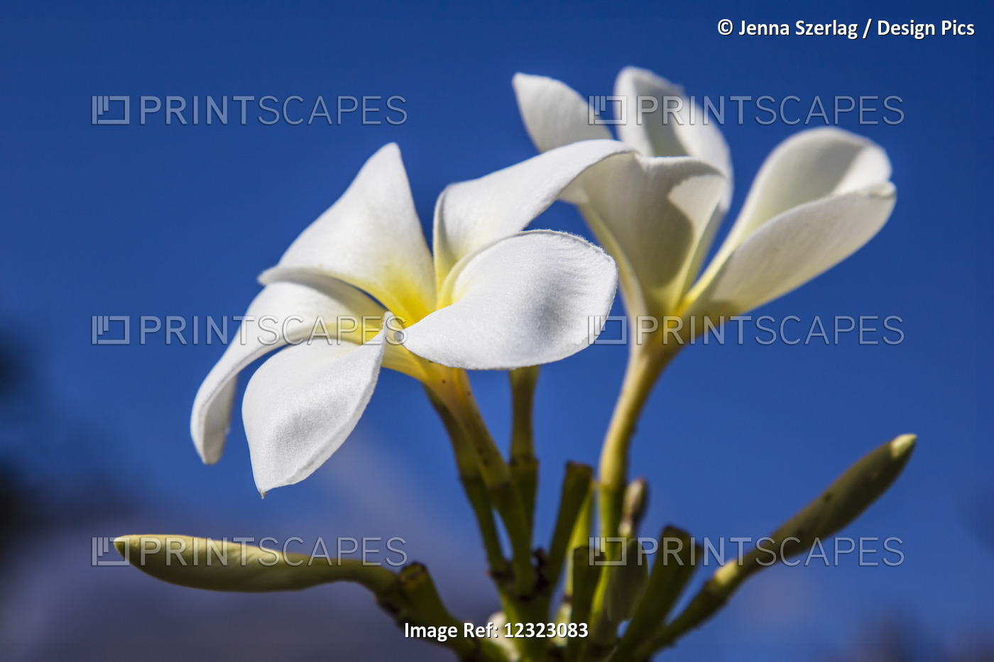 Close-Up Of White Plumeria Flower Against A Blue Sky; Maui, Hawaii, United ...