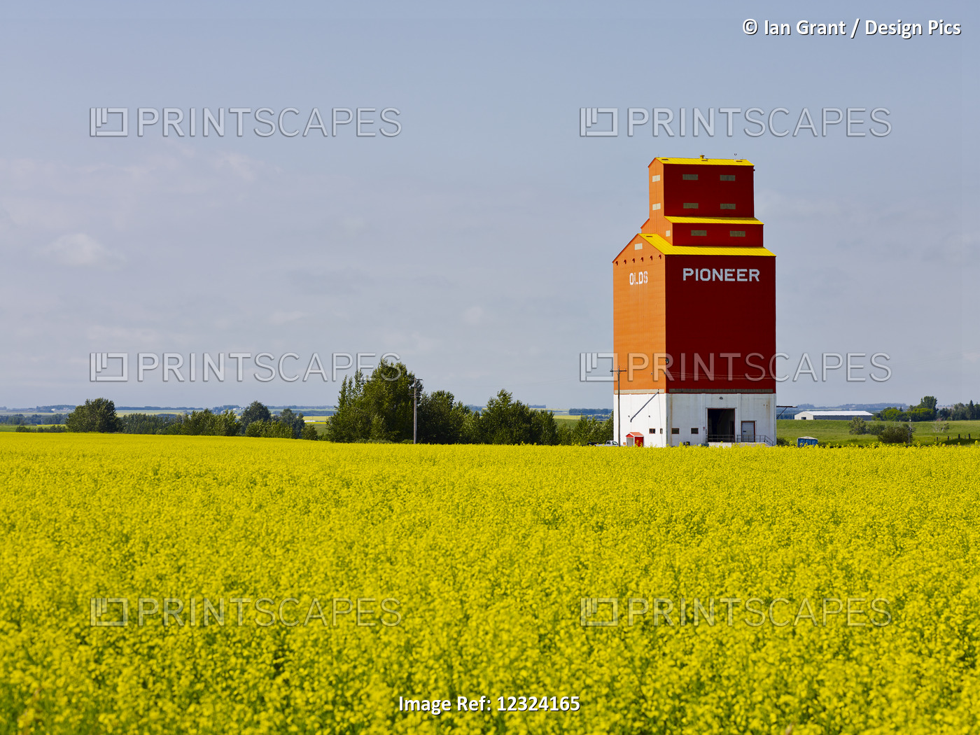A Red Grain Elevator On The Prairies With A Canola Crop In The Foreground; ...