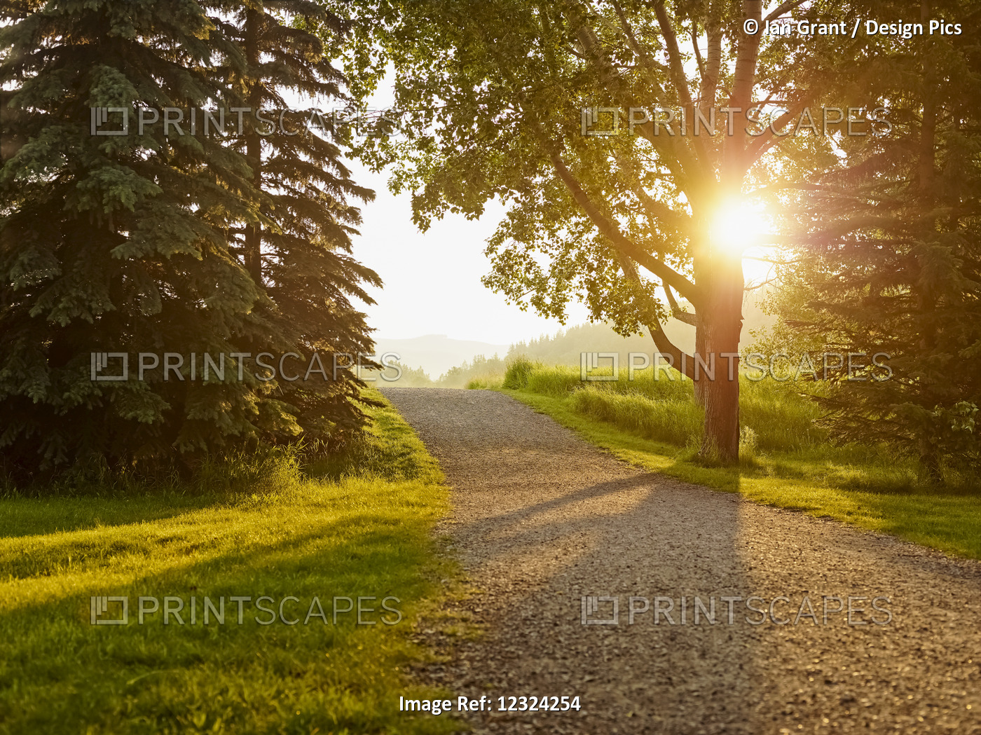Sunlight Shines Through The Trees Lining A Gravel Path At Sunset; Cochrane, ...