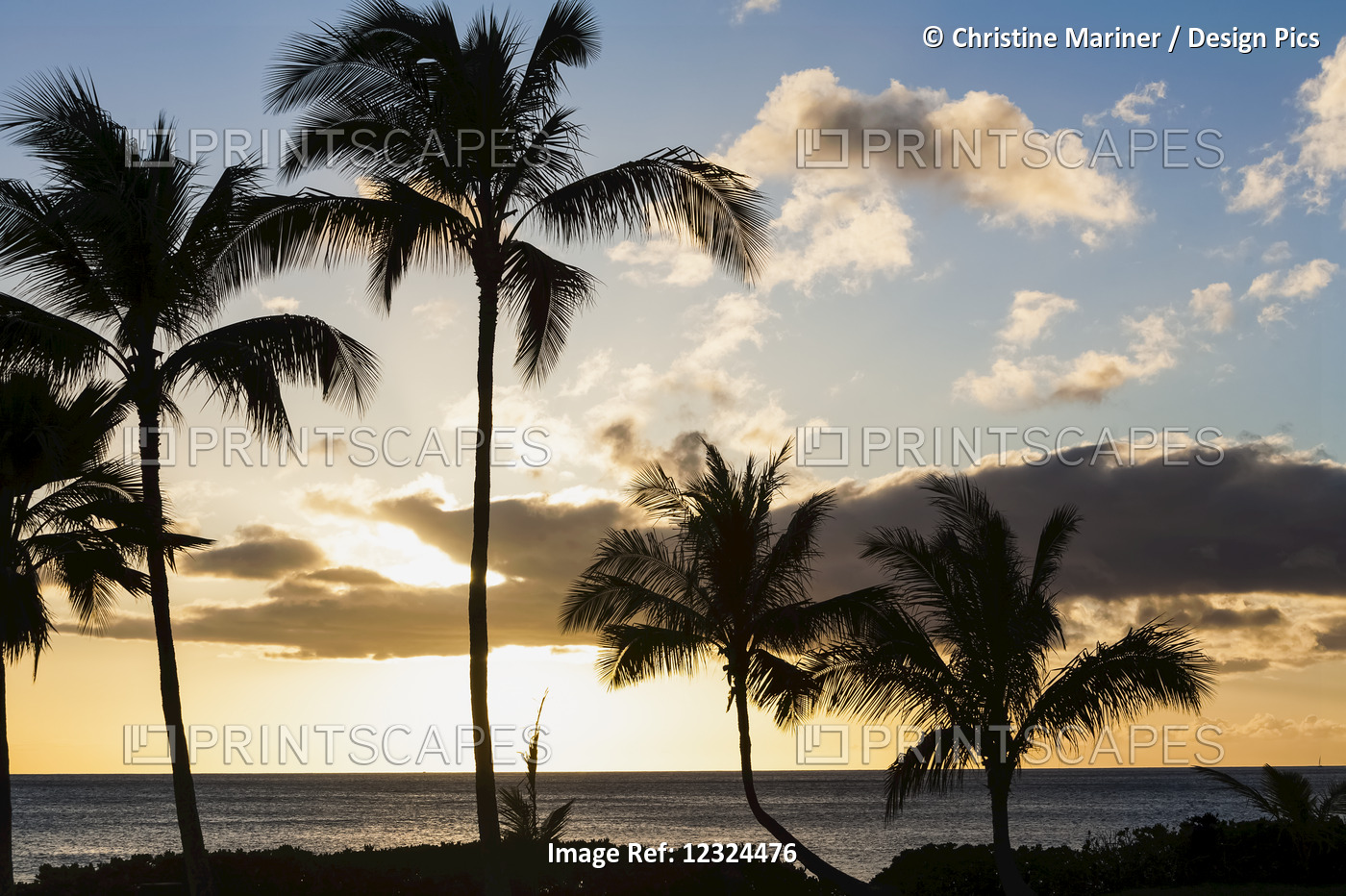 Silhouetted Palm Trees Along The Coast At Sunset With A View Of The Tranquil ...