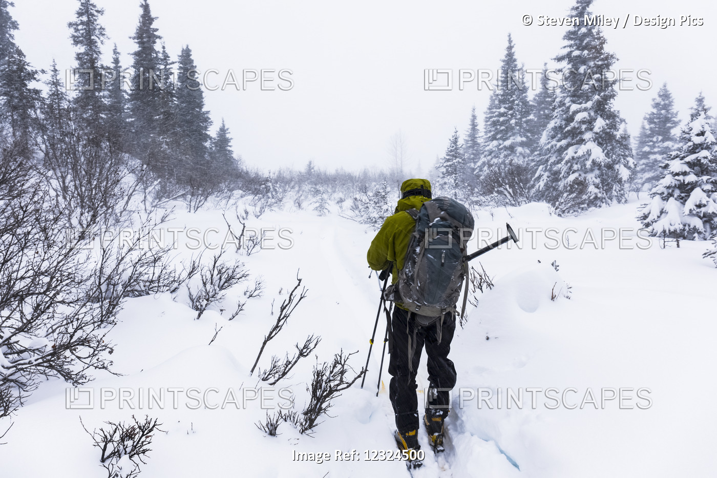 A Backcountry Skier Faces Into Blowing Snow During A Subzero Blizzard In The ...