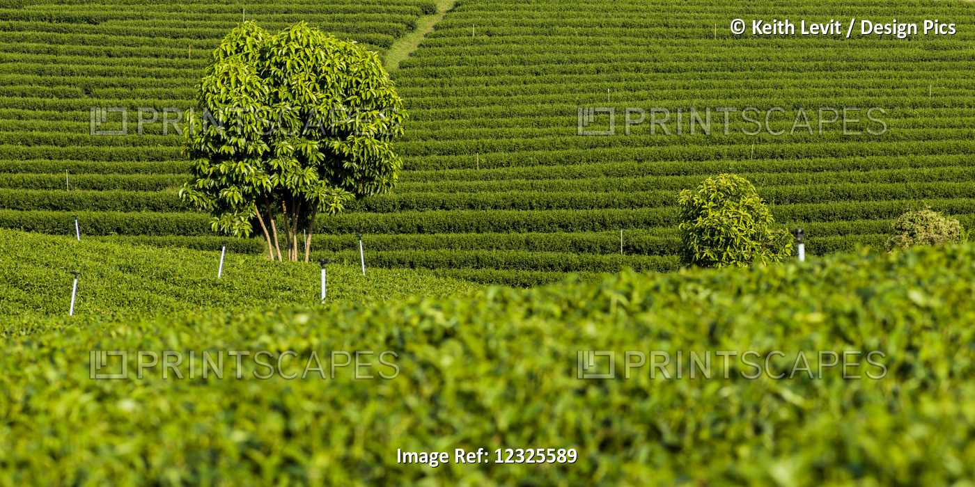 Tea Plantation; Tambon Si Kham, Chang Wat Chiang Rai, Thailand