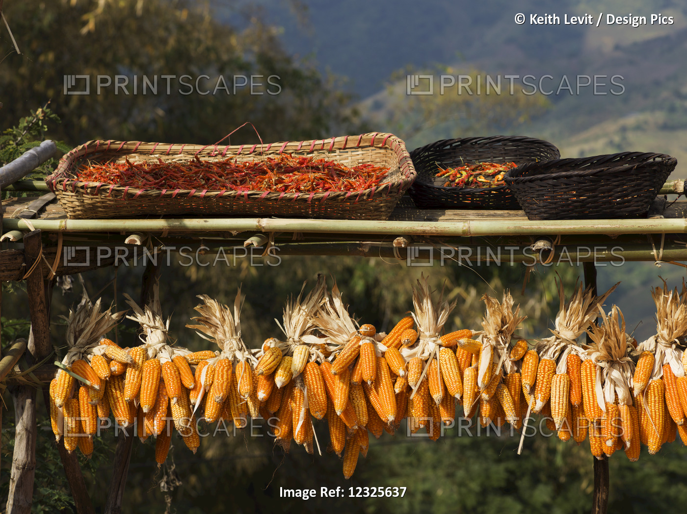 Ears Of Corn Hanging On A Rack To Dry; Tambon Mae Salong Nok, Chang Wat Chiang ...