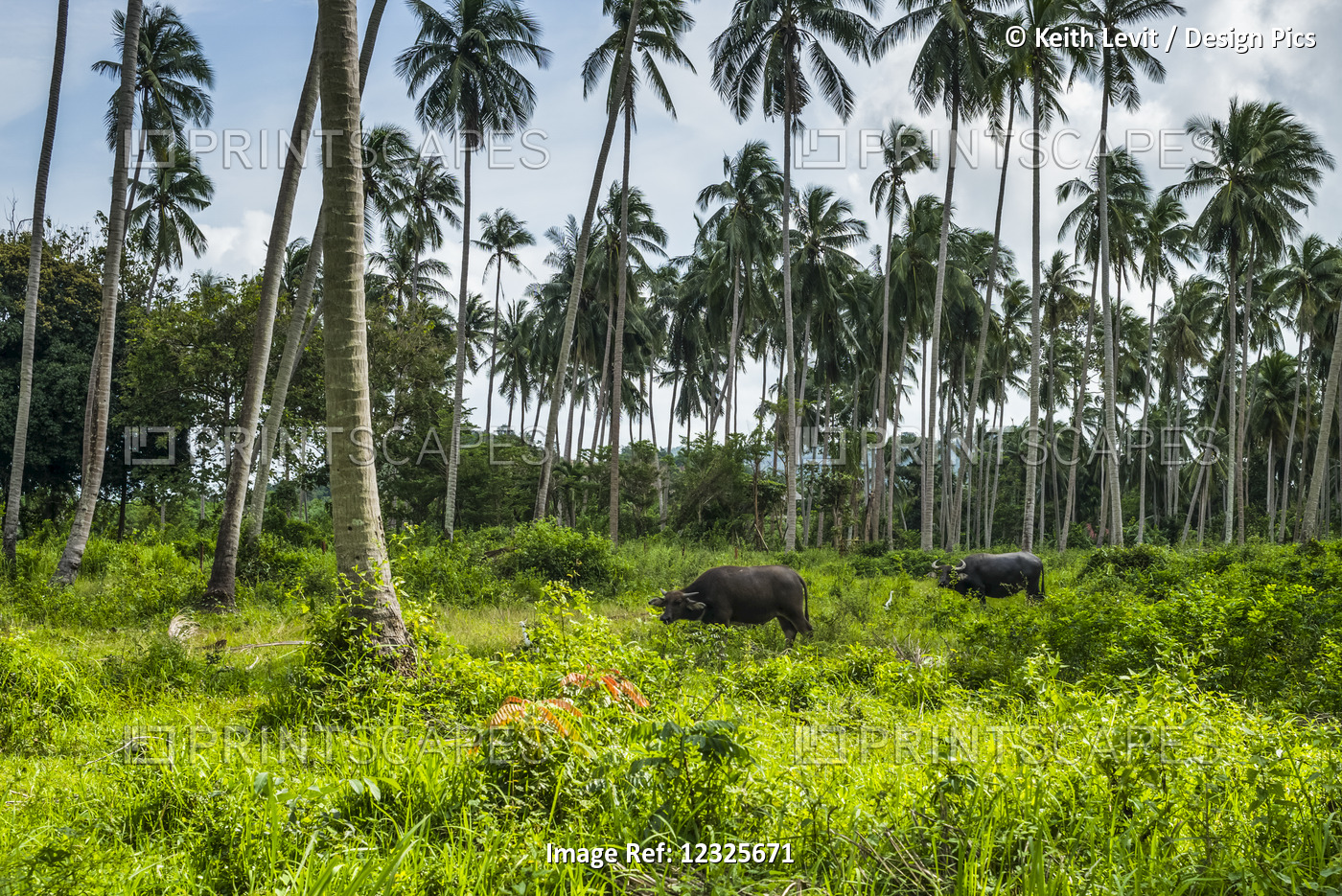 Cows Grazing On Lush Vegetation Under Palm Trees; Ko Samui, Chang Wat Surat ...