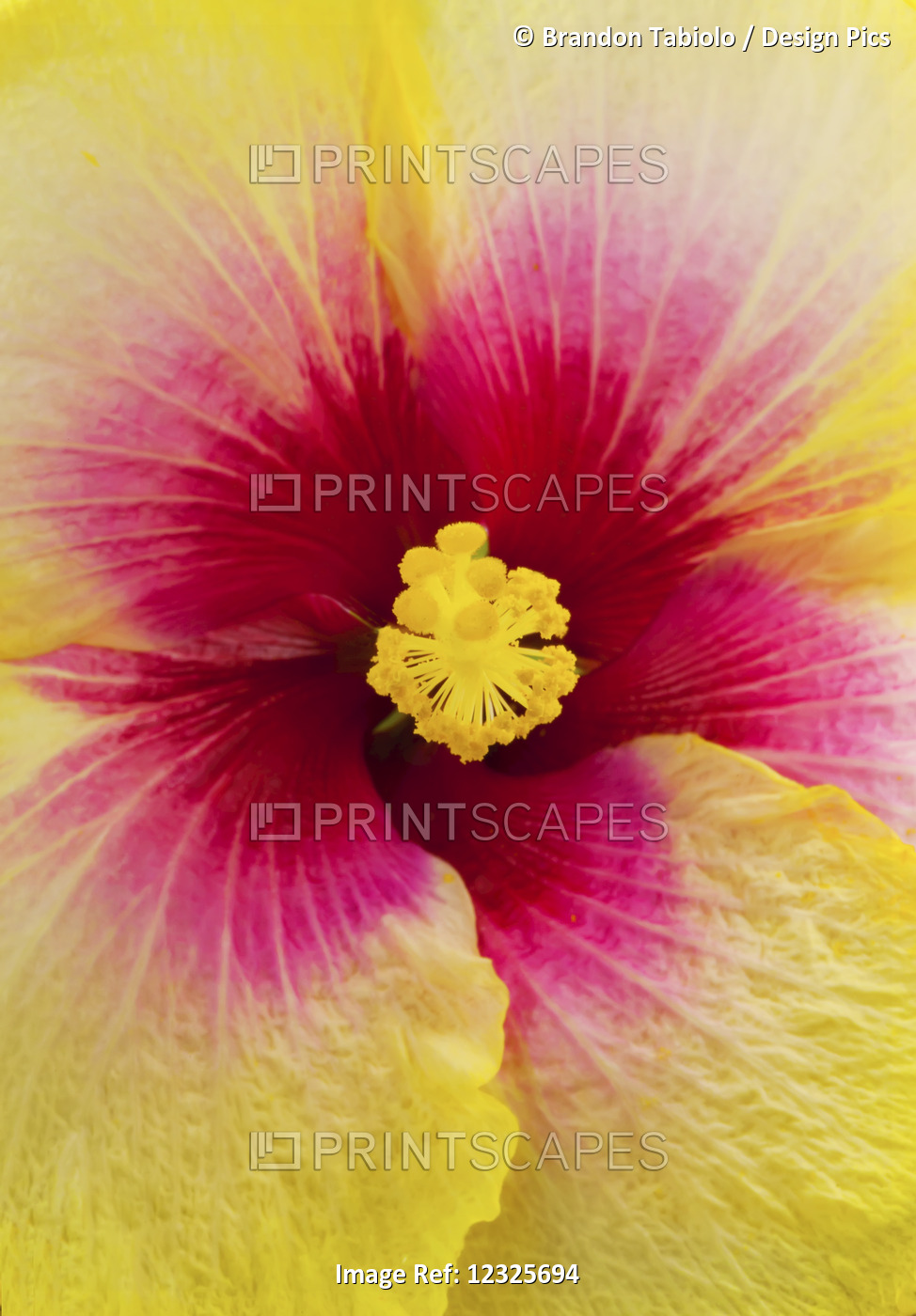 Close-Up Macro Shot Of A Beautiful Red And Yellow Hibiscus Flower; Honolulu, ...