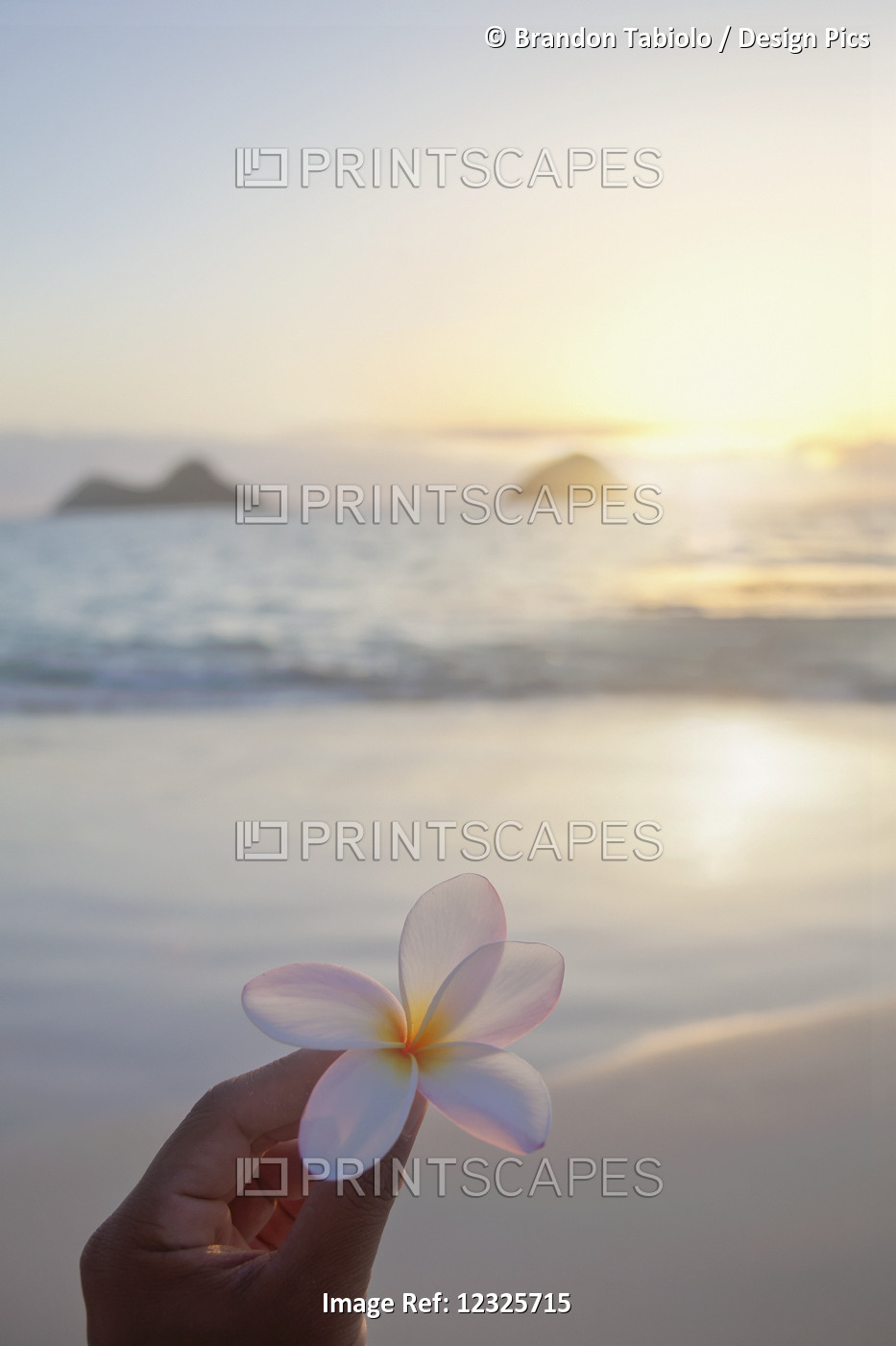 A Hand Holds A Plumeria Flower With A View Of Mokulua Twin Islands And The ...